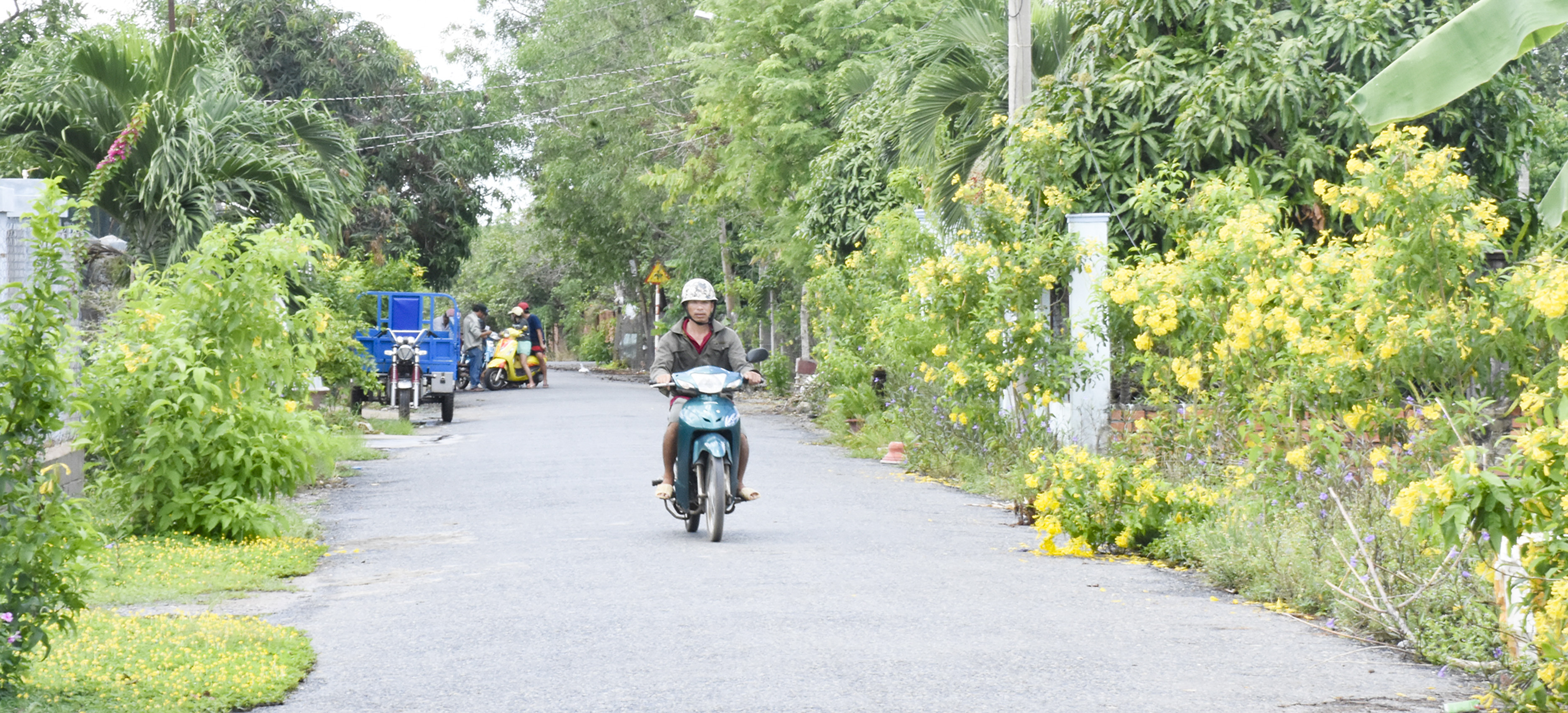 Đường giao thông nông thôn được tráng nhựa, trồng hoa tạo cảnh quan hai bên đường trên địa bàn xã Tóc Tiên.  Trong ảnh: Đường hoa hoàng yến do cán bộ, đảng viên Chi bộ ấp 1, xã Tóc Tiên trồng, chăm sóc.