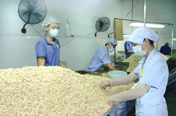 Chế biến hạt điều tại Công ty TNHH Thảo Nguyên (TX. Phú Mỹ).