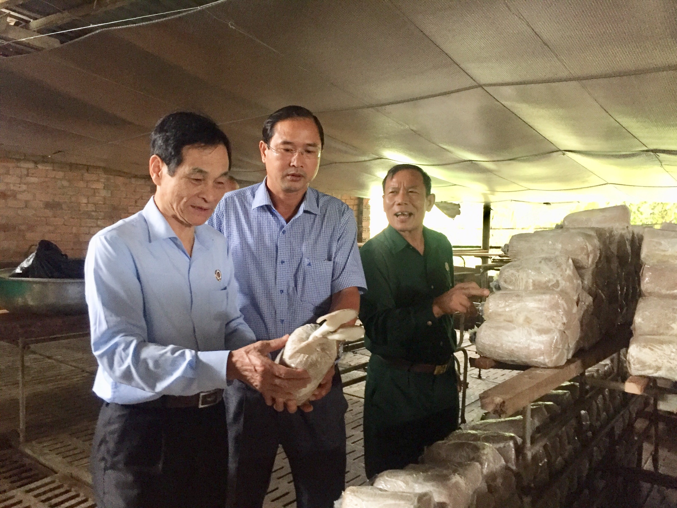 Đoàn công tác Ban Kinh tế Trung ương Hội CCB Việt Nam đến tham quan mô hình trồng nấm bào ngư công nghệ cao của CCB Hoàng Xuân Vinh (ấp Tân Châu, xã Bàu Chinh).