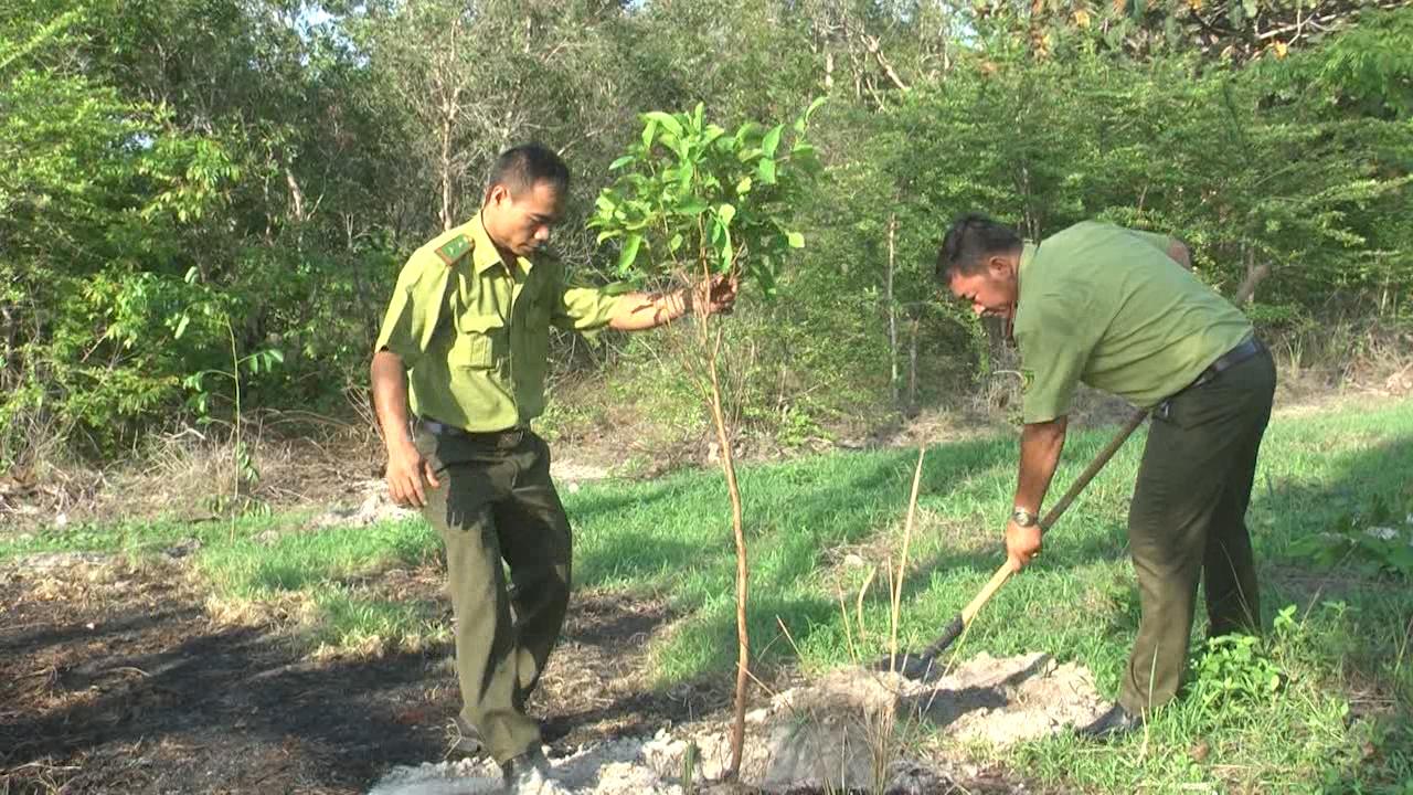  Một số hình ảnh về trồng cây tạo rừng sau Lễ phát động