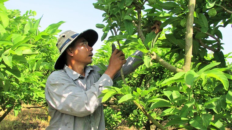 Mãng cầu ta là một trong những sản phẩm của tỉnh được triển khai xác lập quyền sở hữu trí tuệ. Trong ảnh: Mô hình trồng mãng cầu ta của ông Mai Quốc Khánh (ấp Phước Trung, xã Phước Long Thọ, huyện Đất Đỏ).