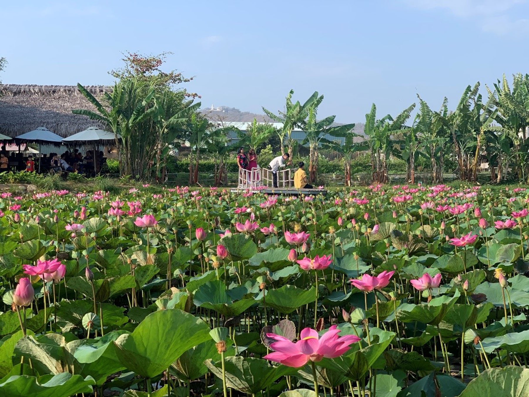 Hồ sen ngan ngát hương ở Mộc Lâm Garden.