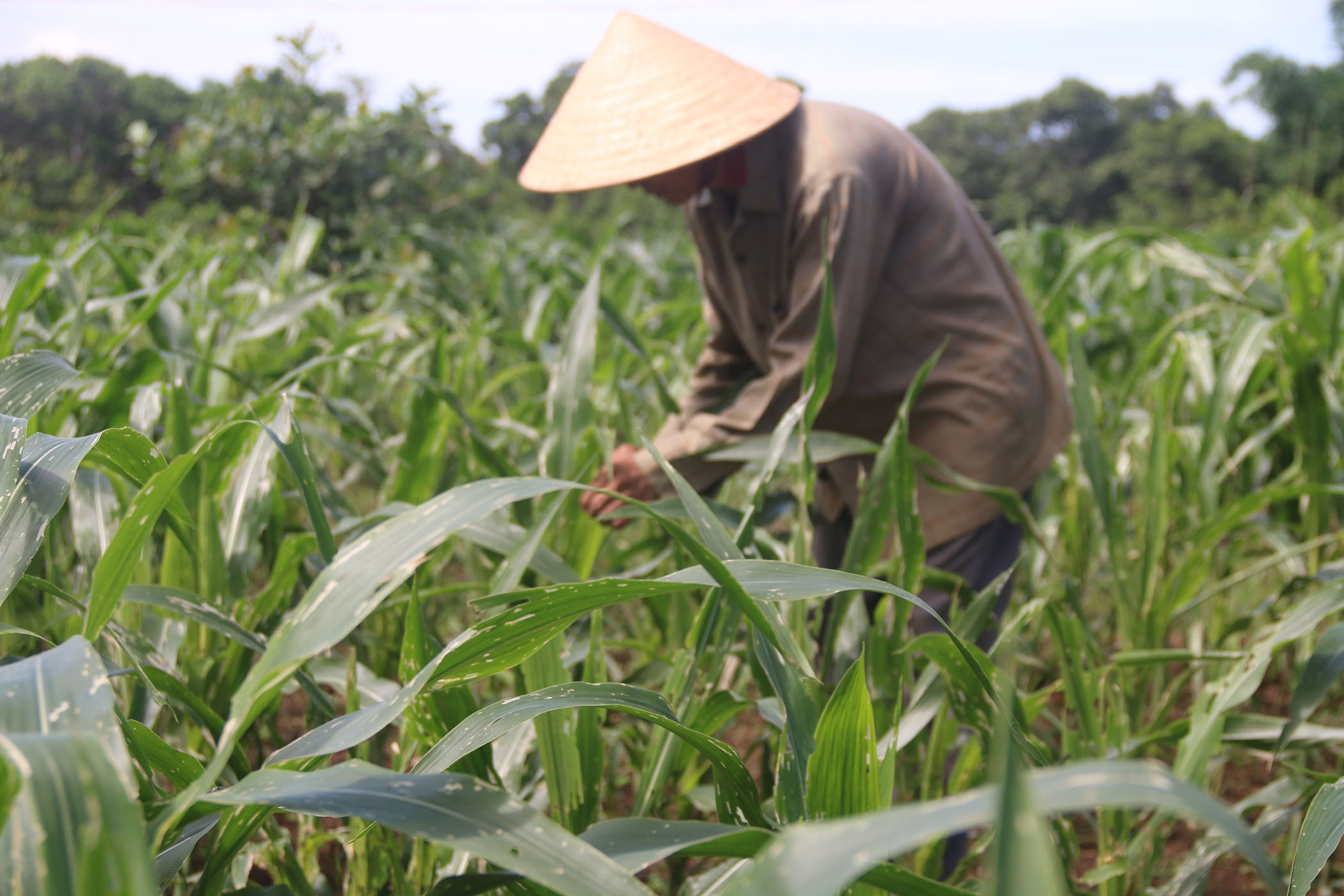 Vườn bắp của ông Hồ Văn Lâu, ấp Nhơn Hòa, xã Đá Bạc, huyện Châu Đức bị sâu keo tấn công, ước tính thiệt hại khoảng 60%.