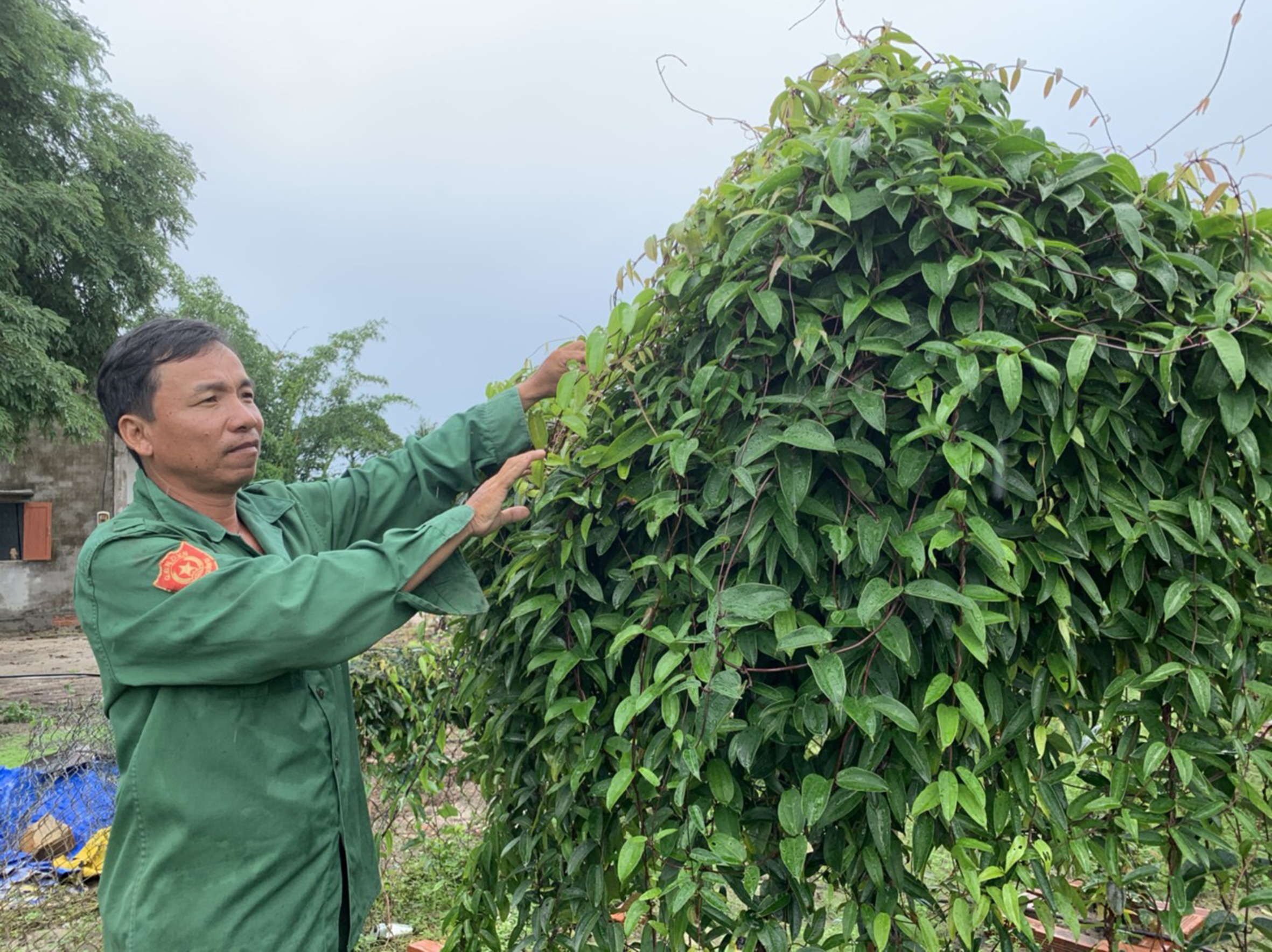 Ông Thềm Văn Dễ (ấp Tân Hội, xã Phước Hội, huyện Đất Đỏ) thoát nghèo bền vững nhờ tham gia mô hình trồng khoai mài (củ hoài sơn) và được hỗ trợ trụ trồng khoai mài.