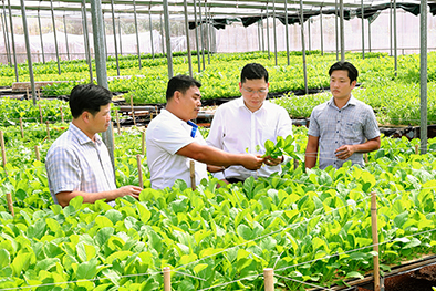 Đồng chí Hoàng Nguyên Dinh (thứ 2 từ phải qua), Chủ tịch UBND huyện Châu Đức thăm và làm việc tại Công ty Rau củ quả sạch công nghệ cao Vương Huy (xã Xà Bang).