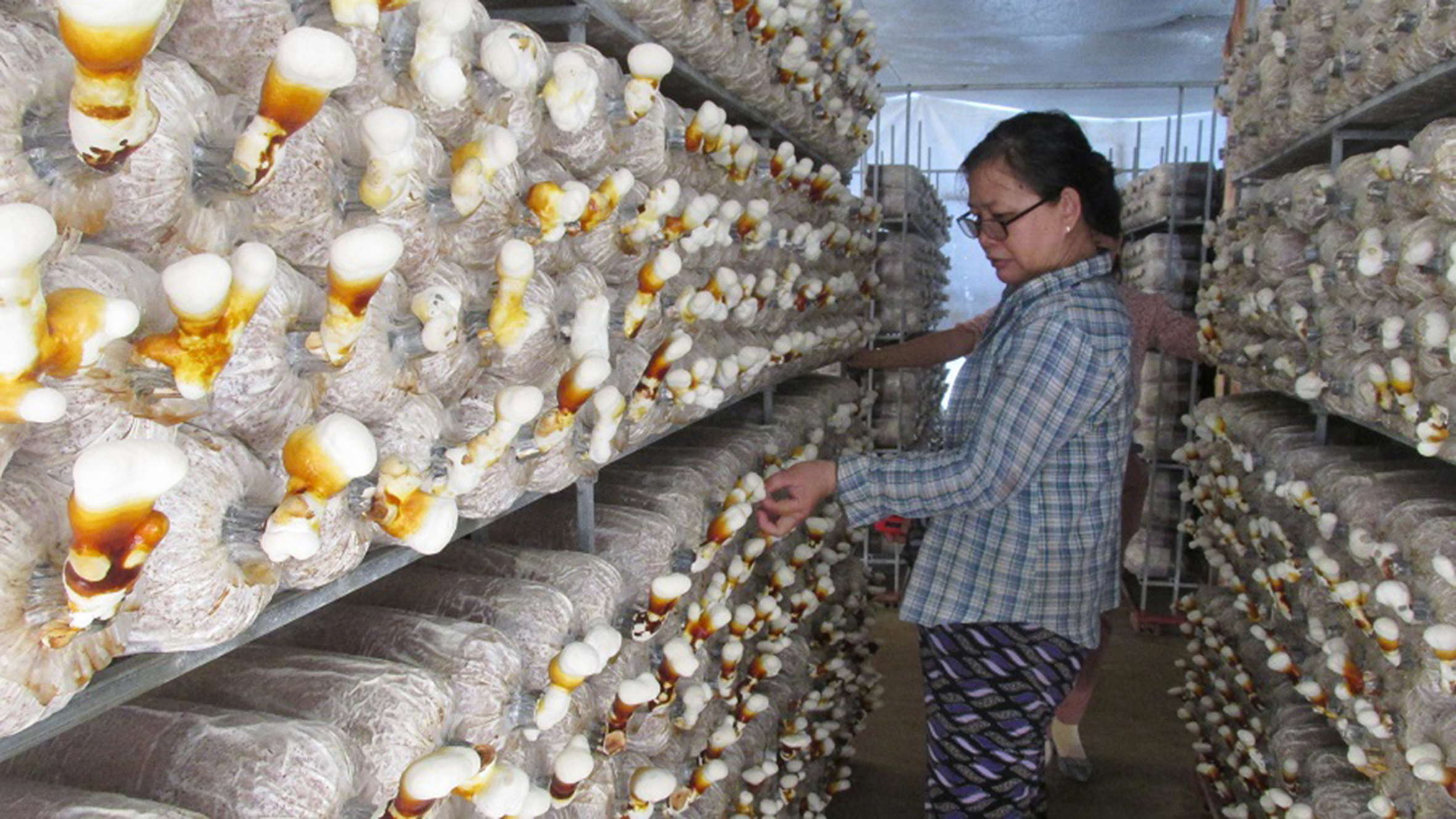 Mô hình trồng nấm hồng chi của bà Vũ Nguyên Chinh hiện đang cho thu nhập ổn định.