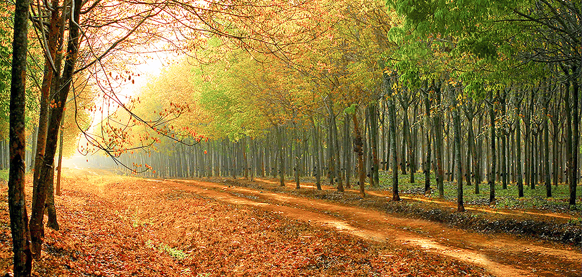 Trong năm 5 qua, dù giá mủ cao su xuống thấp, nhưng Công ty CP Cao su Bà Rịa vẫn nỗ lực quan tâm, bảo đảm đời sống cho người lao động. Trong ảnh: Khai thác mủ cao su tại Nông trường cao su Xà Bang.