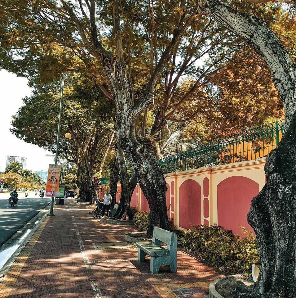 Chớm thu trên đường Nguyễn Thái Học, TP.Vũng Tàu.