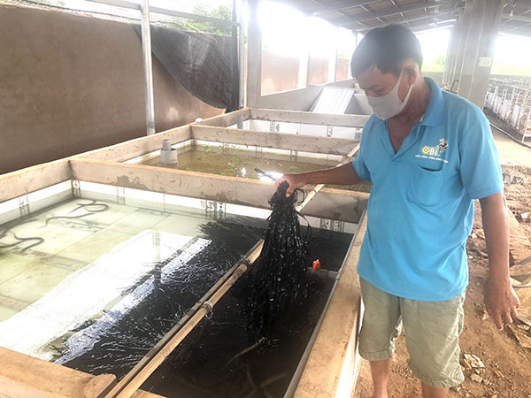 Nhiều mô hình kinh tế đã phát huy hiệu quả, mang lại nguồn thu nhập cao cho người dân. Trong ảnh: Mô hình nuôi lươn thương phẩm của ông Nguyễn Ngọc Phúc (ấp Nhân Tâm, xã Xuyên Mộc, huyện Xuyên Mộc).
