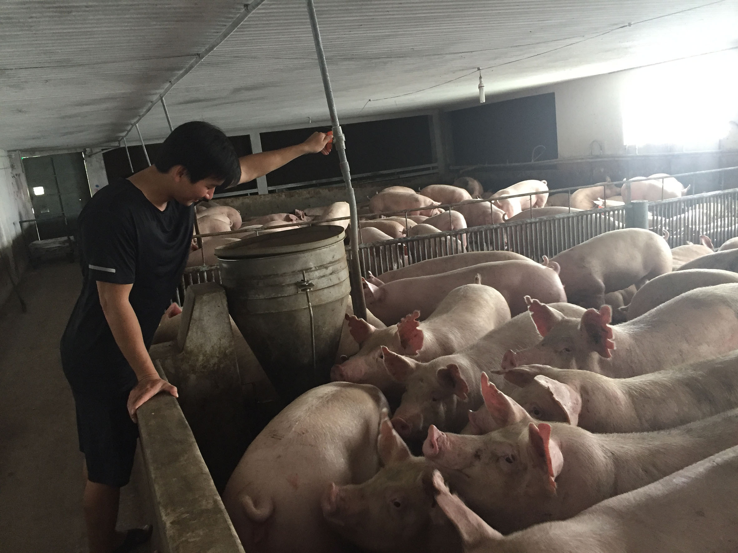 Chăn nuôi chuồng lạnh, đệm lót sinh học sẽ góp phần giảm thiểu ô nhiễm môi trường.