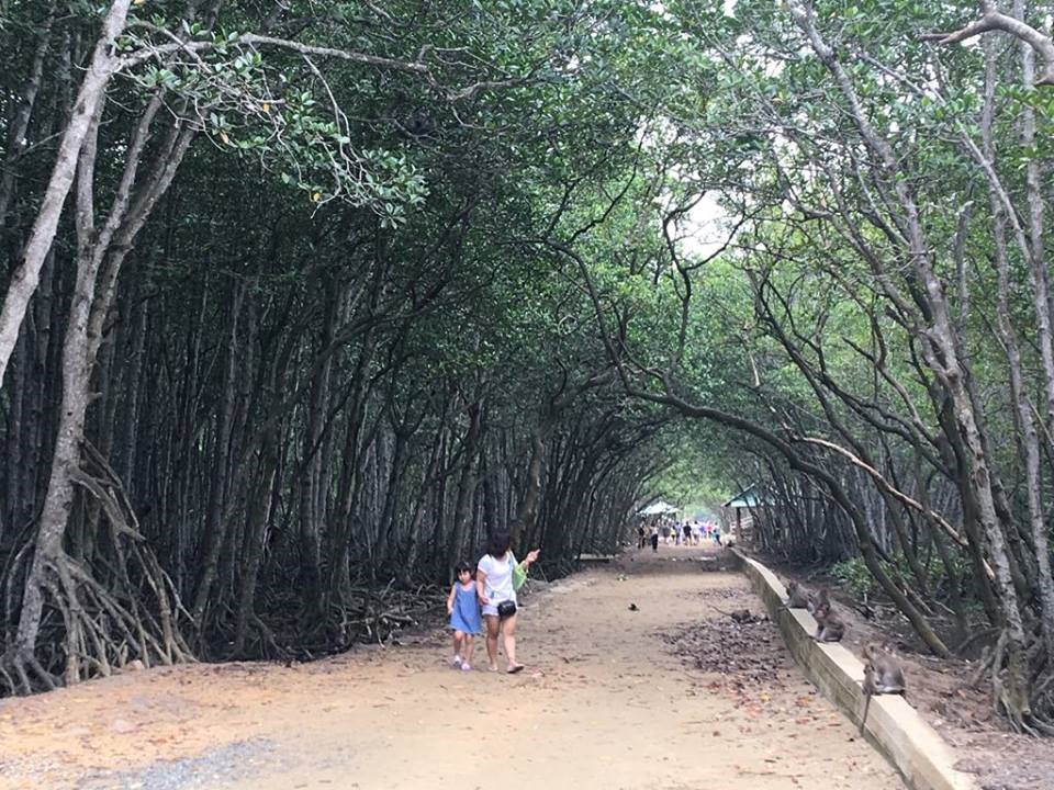 Rừng Sác Cần Giờ.