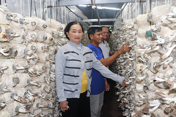 Mô hình trồng nấm bào ngư của hộ gia đình ông Đinh Văn Lẹ  (xã An Nhứt, huyện Long Điền).