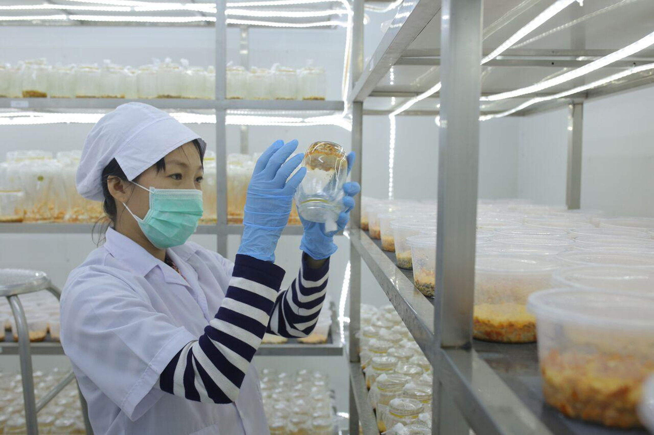 Sản xuất nấm đông trùng hạ thảo tại Công ty TNHH nuôi trồng nấm Hòa Long.