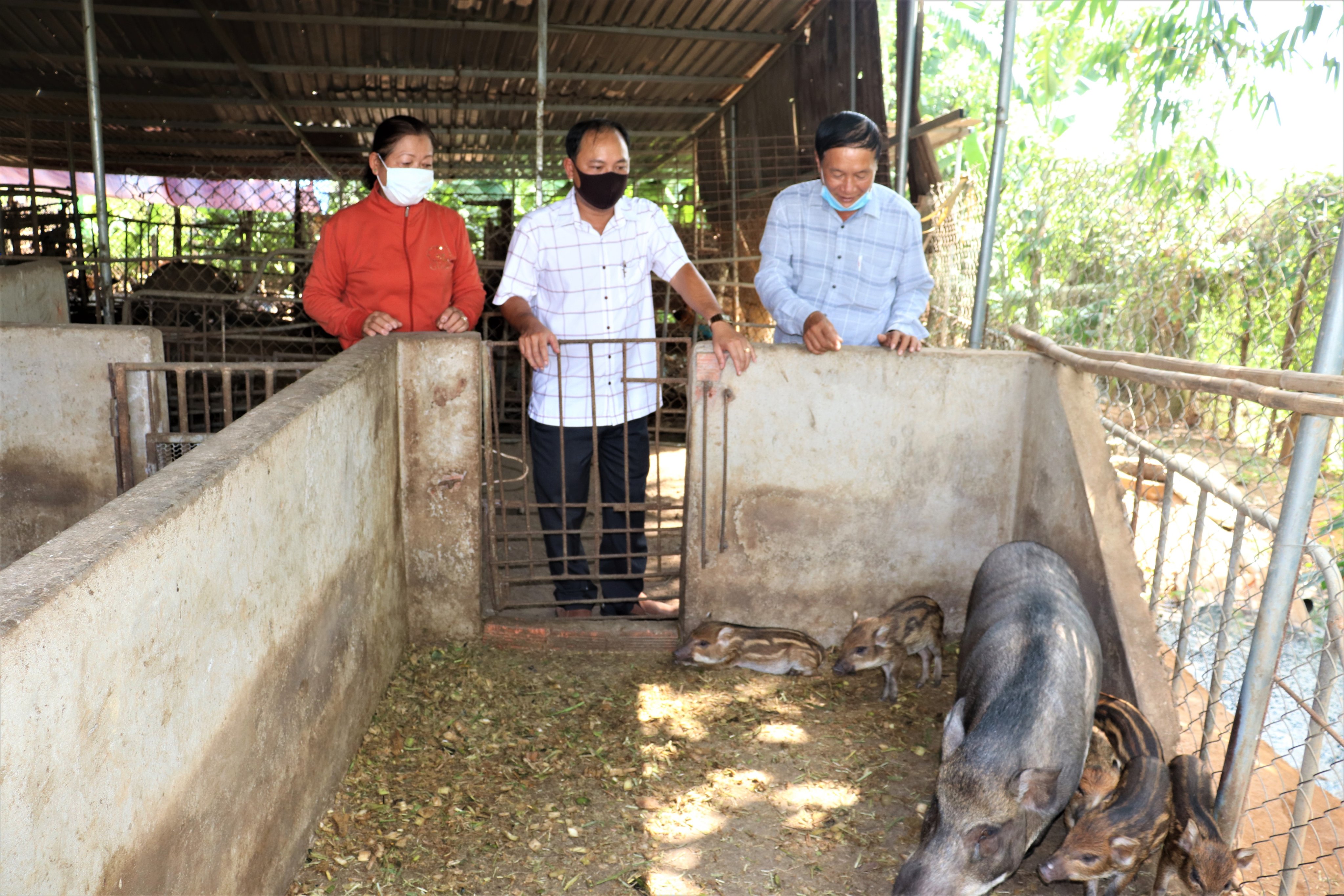 Mô hình nuôi heo rừng lai sinh sản của hộ bà Phạm Thị Diêm cho thu nhập khá cao, góp phần tích cực công tác giảm nghèo bền vững tại địa phương.