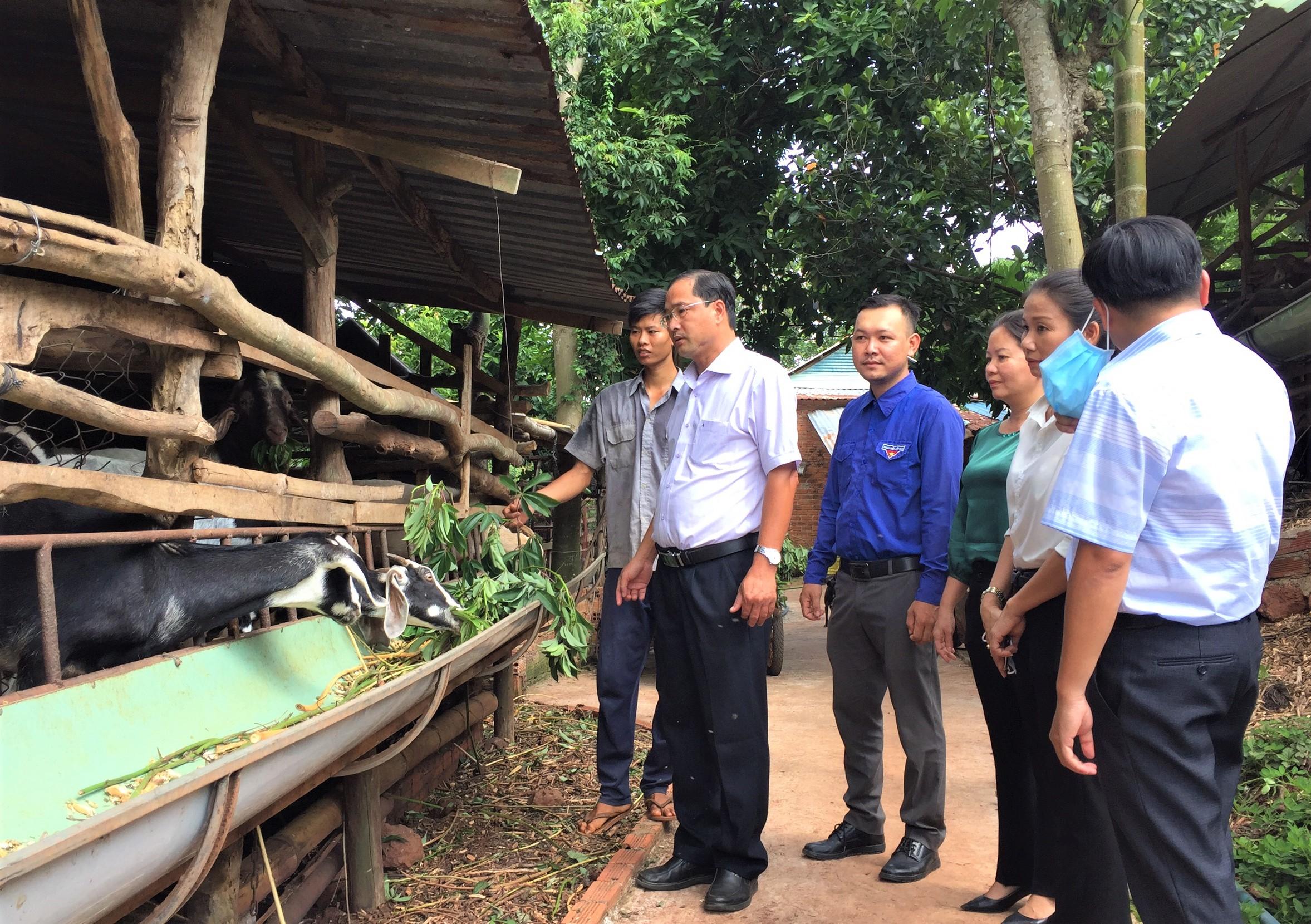 Ông Nguyễn Tấn Bản, Phó Bí thư Thường trực Huyện ủy Châu Đức khảo mô hình chăn nuôi dê của ĐVTN Huỳnh Trung Tấn (thôn Hoàng Long, xã Kim Long).