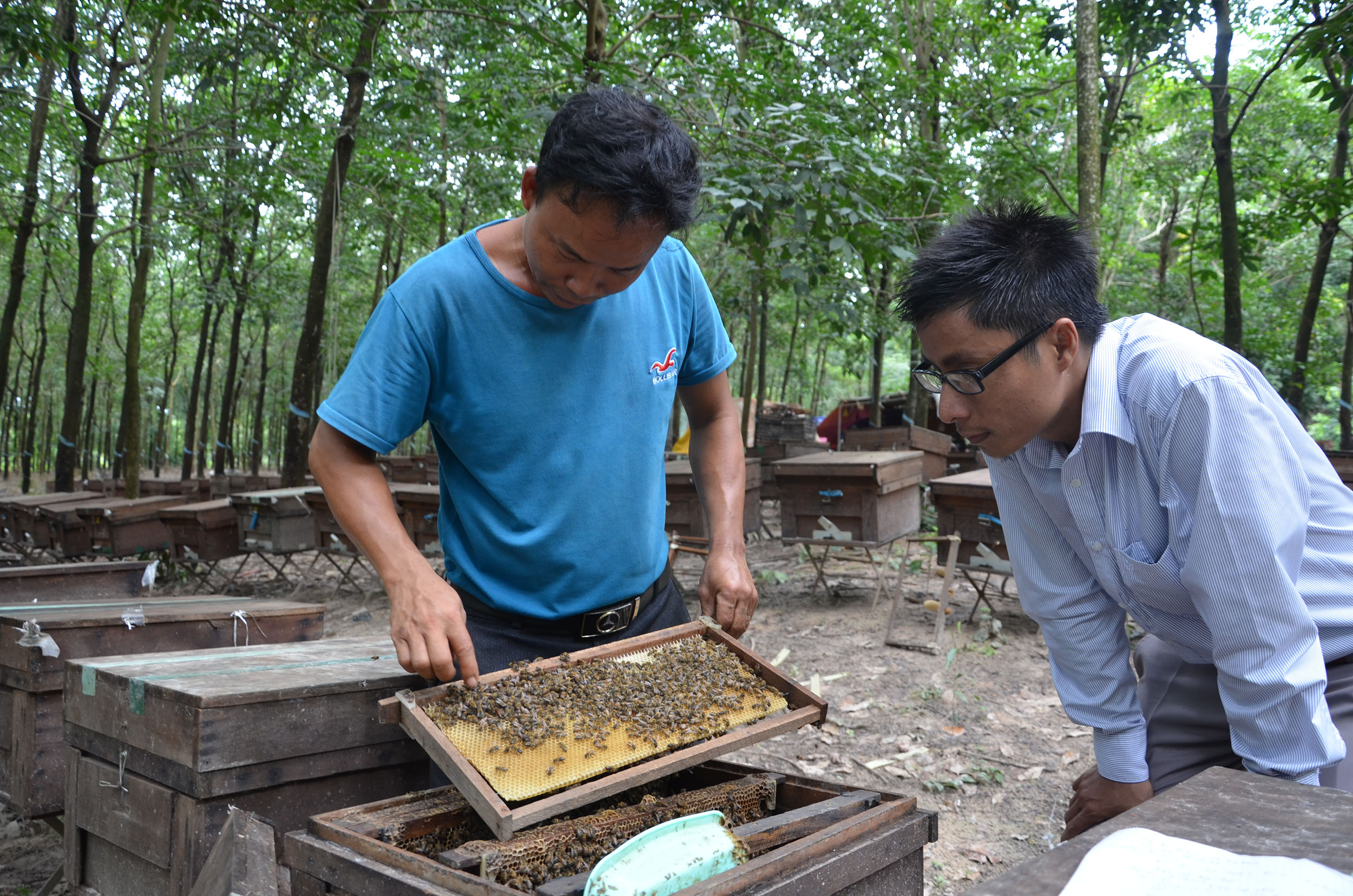 Anh Lê Thanh Quyết kiểm tra mật tại trang trại nuôi ong.