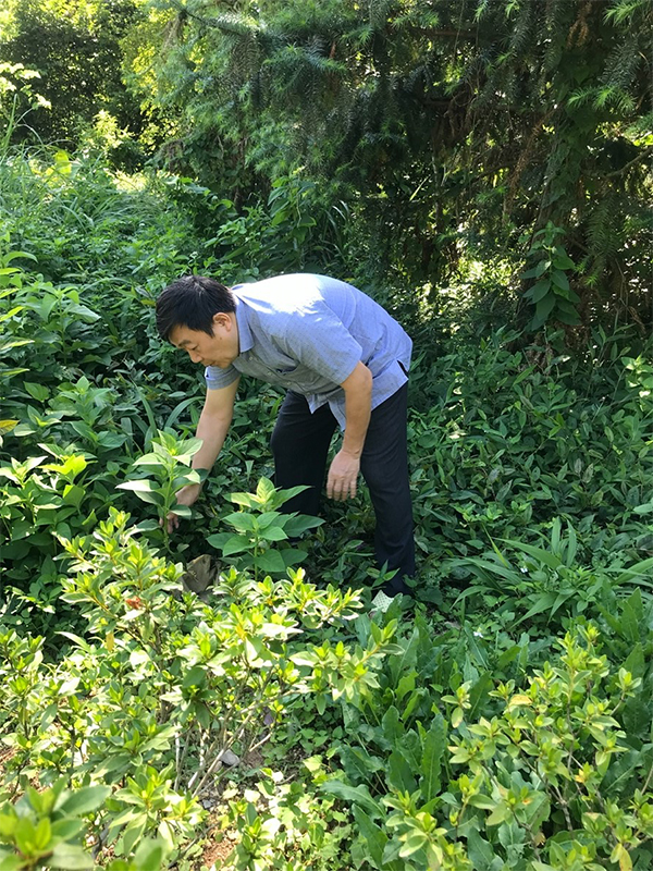Tiến sĩ Nguyễn Tiến Dẫn luôn say mê nghiên cứu về dược liệu cổ truyền