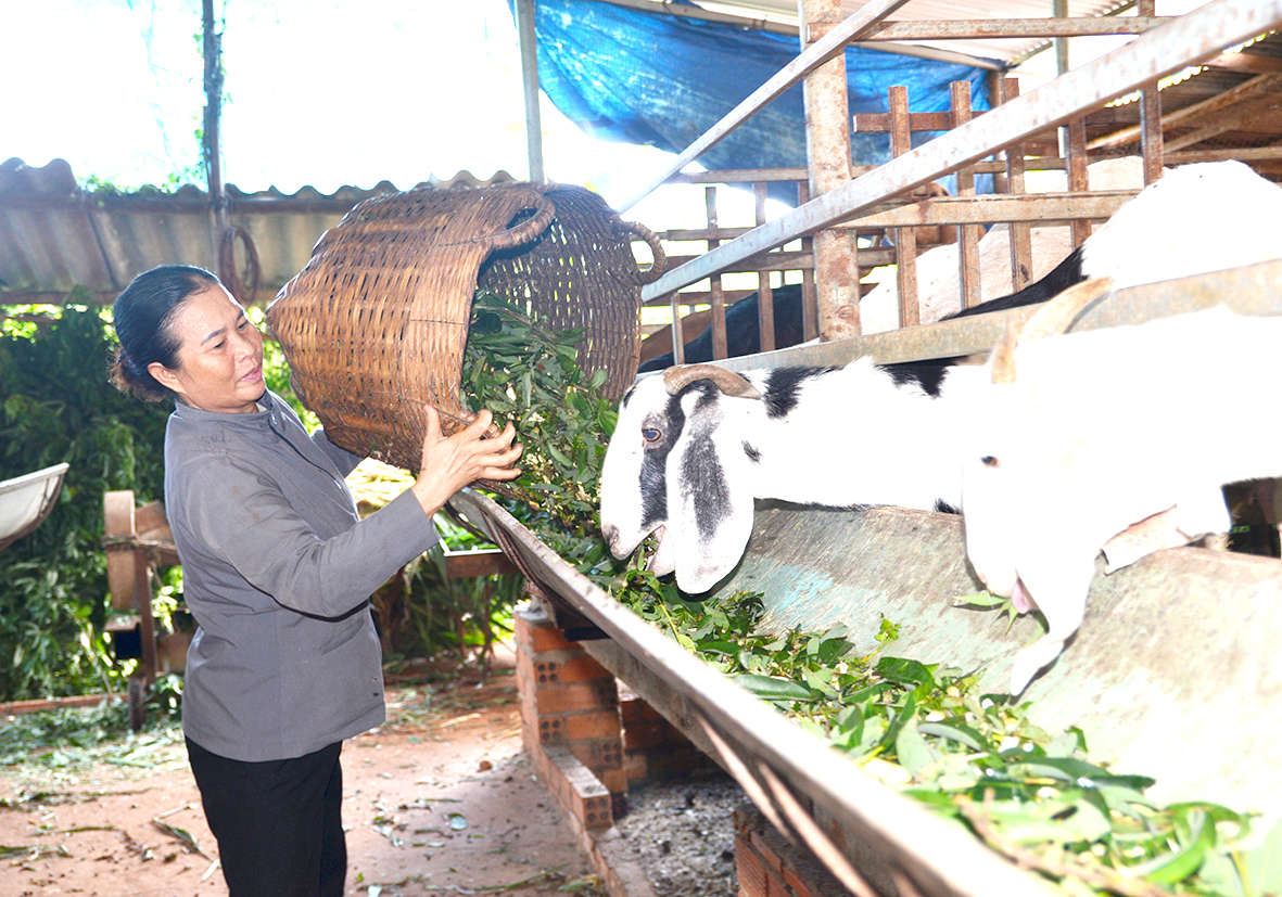 Bà Võ Thị Xoan (tổ 6, thôn Quảng Giao, xã Xuân Sơn, huyện Châu Đức) chăm sóc đàn dê của gia đình.