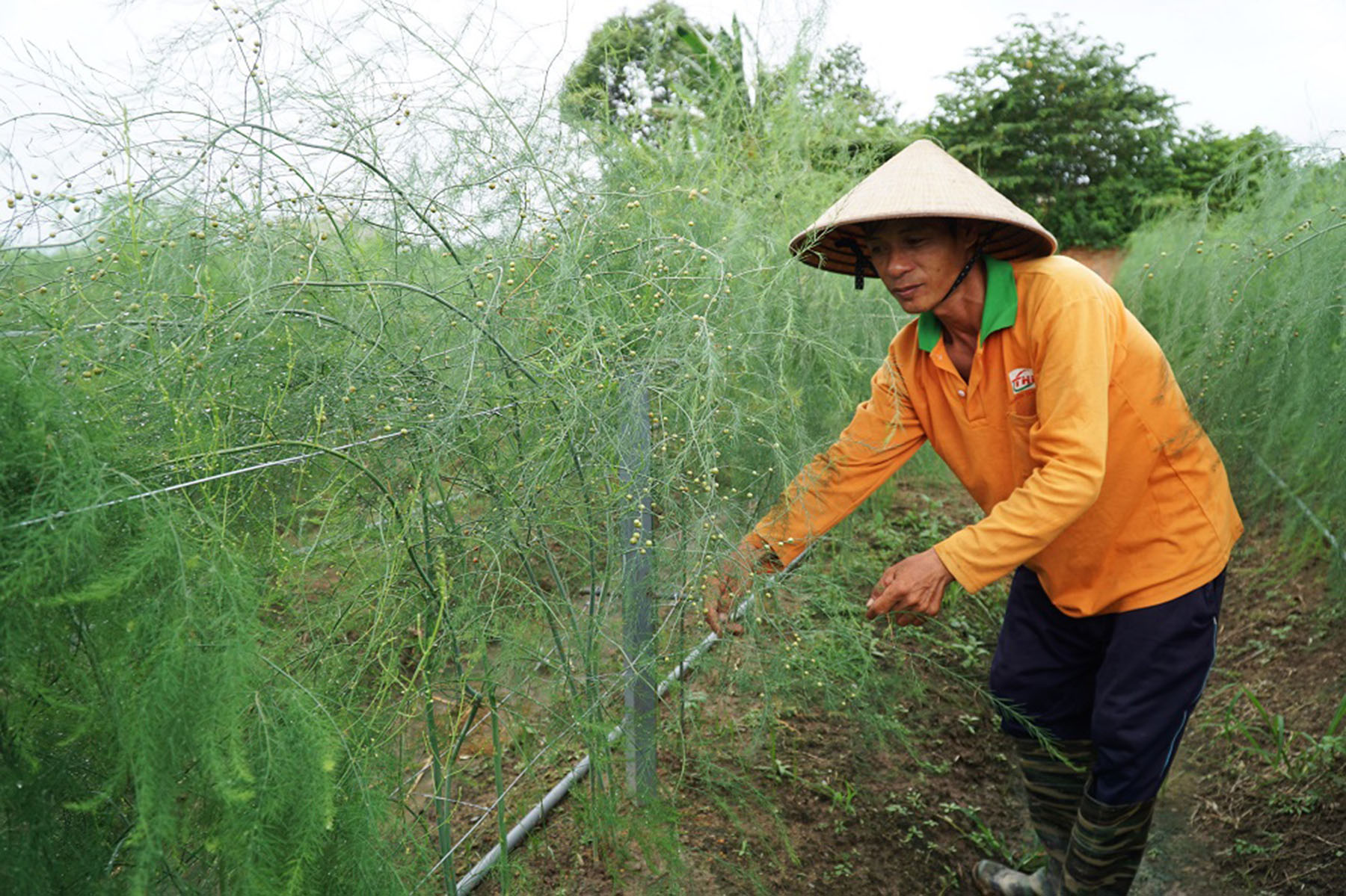 Mô hình trồng măng tây của hộ ông Nguyễn Văn Điệp, tổ 4, ấp Phước Tâm, xã Tân Hưng có thu nhập bình quân 15 triệu đồng/tháng.              