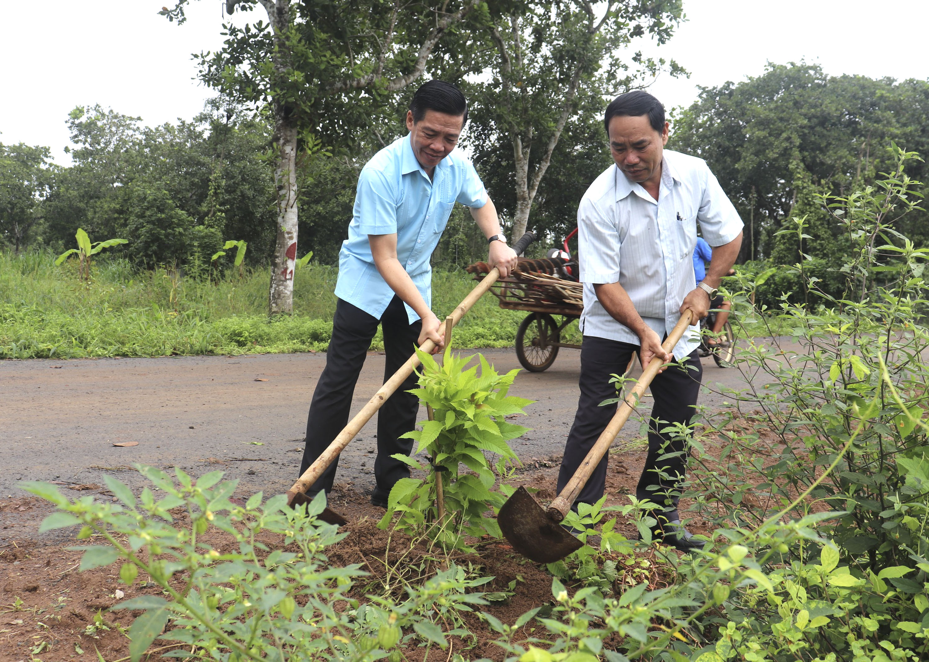 Ông Lưu Tài Đoàn (bên trái), Ủy viên Ban Thường vụ Tỉnh ủy, Trưởng Ban Tổ chức Tỉnh ủy và ông Nguyễn Quốc Sử, Bí thư Đảng ủy xã Bàu Chinh trồng cây hoàng yến trên tuyến đường thôn Tân Hiệp.