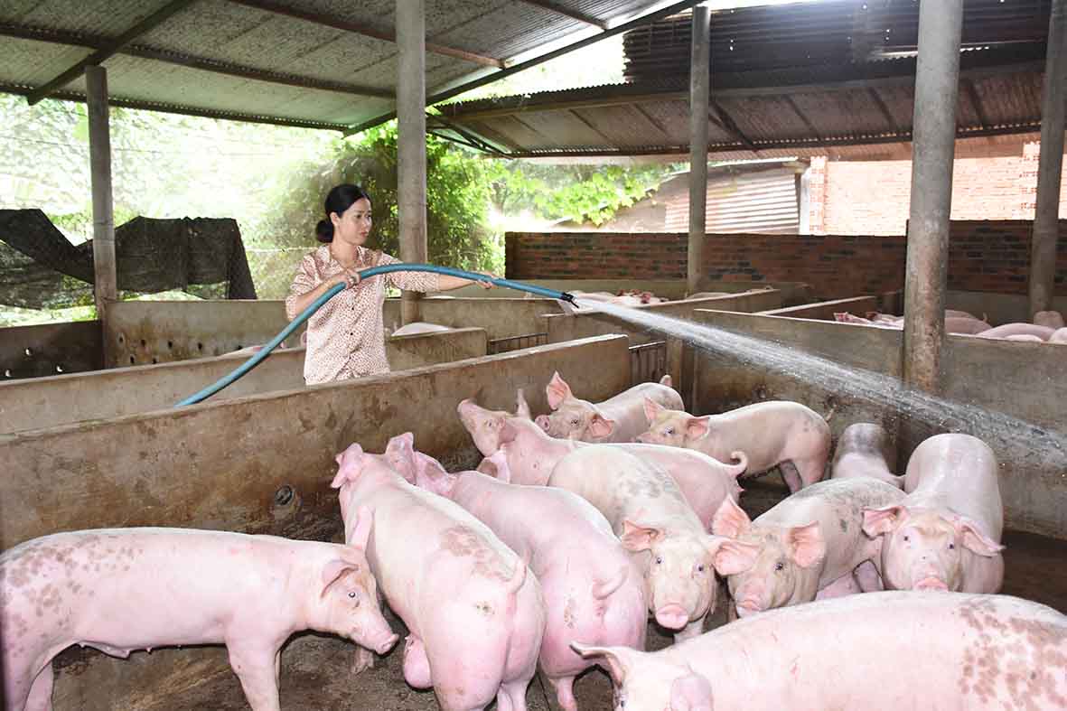Bà Đỗ Thị Hà (xã Cù Bị, huyện Châu Đức) vệ sinh chuồng trại, toàn bộ lượng nước thải này được thu gom vào hầm biogas để lấy khí gas phục vụ cho việc nấu nướng trong gia đình.