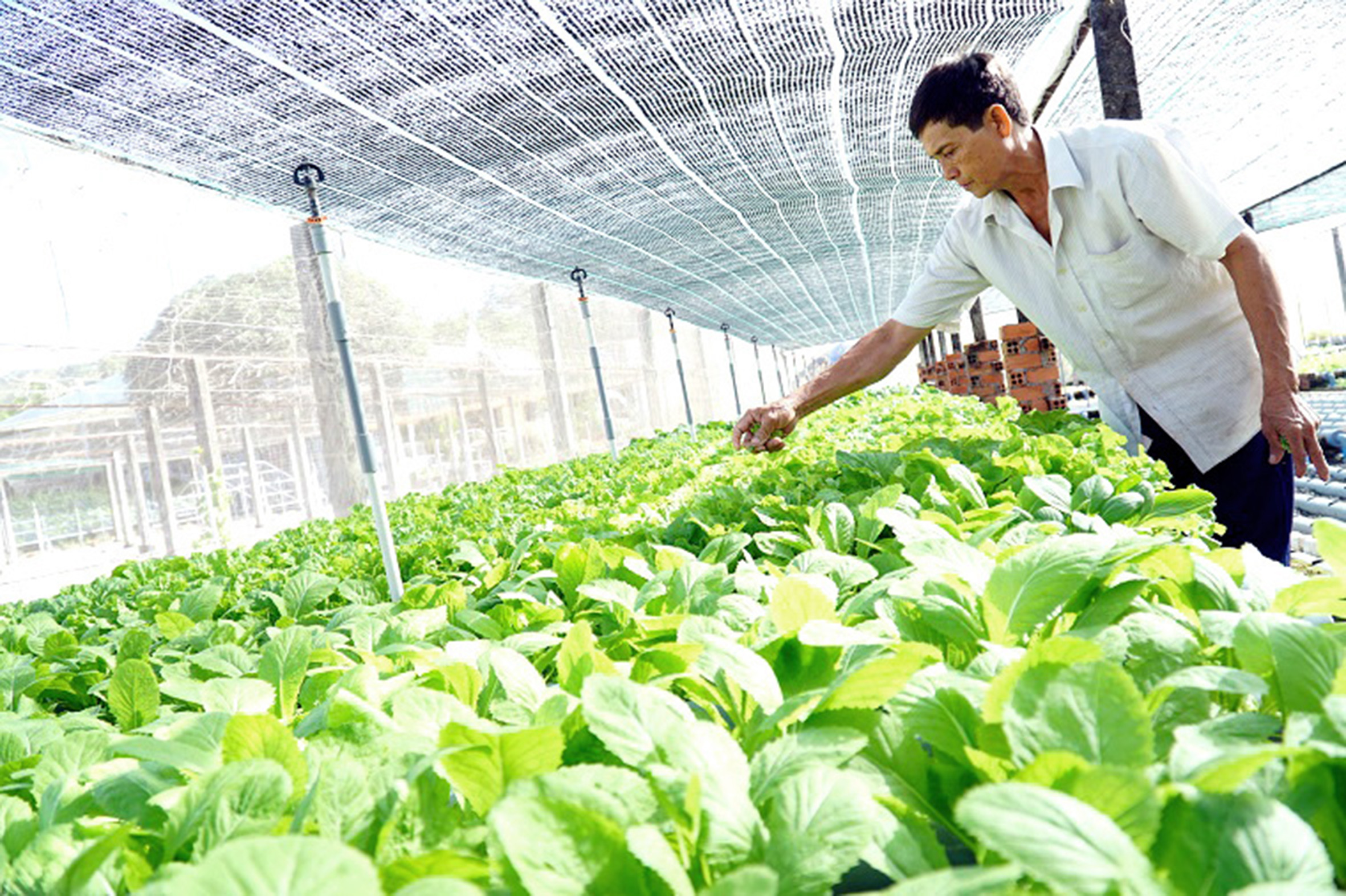 Đề án cơ cấu nông nghiệp đã giúp nông dân tăng thu nhập gấp 2-3 lần trên cùng diện tích. Trong ảnh: Ông Phan Tấn Nghiêm (khu phố Hải Điền, TT Long Hải), với mô hình trồng rau thủy canh.