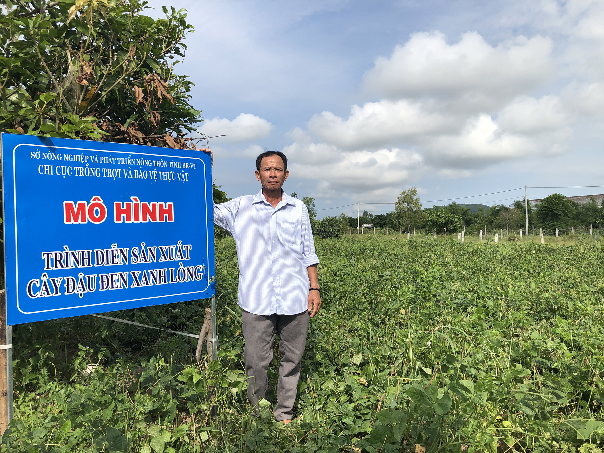 Mô hình trồng đậu đen xanh lòng của hộ ông Cao Văn Dũng (ấp Mỹ Hòa, xã Long Mỹ, huyện Đất Đỏ).