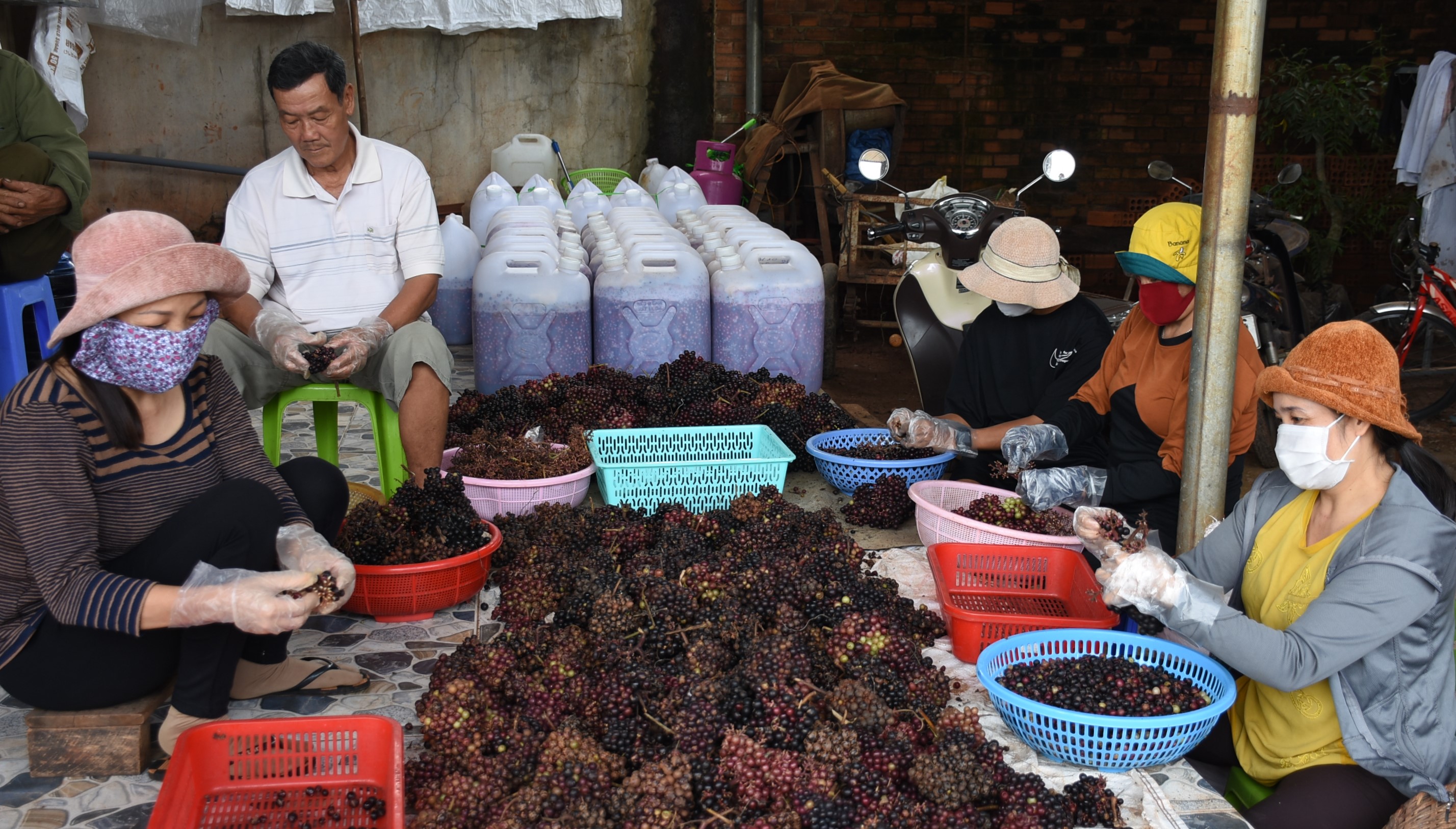 Chị em phụ nữ nhặt, phân loại nho rừng tại cơ sở sản xuất nho rừng của chị Trần Thị Vân.