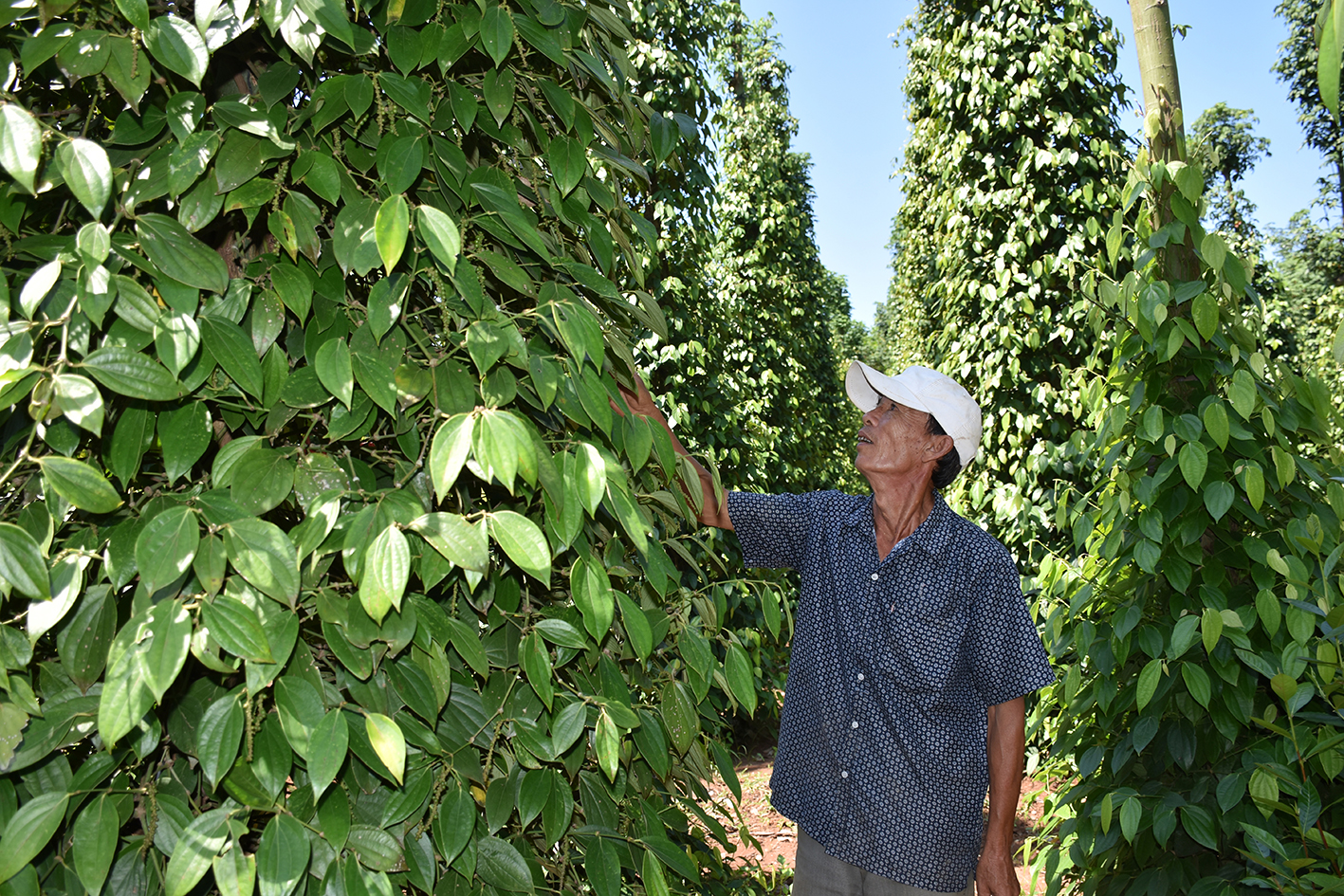Nhờ nguồn vốn vay từ NHCSXH, hộ ông Thuyền (xã Hòa Hưng, huyện Xuyên Mộc) đầu tư vườn tiêu, cho thu hoạch ổn định.