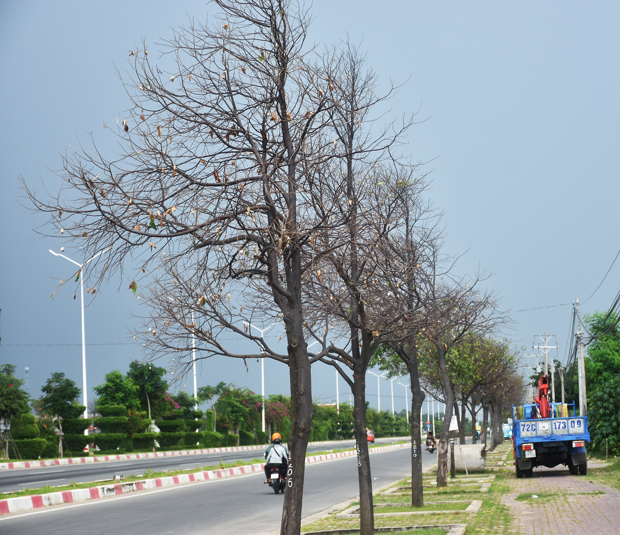 Nhiều cây sao trên đường 2/9, TP.Vũng Tàu đã bị sâu ăn trụi lá, có những cây bắt đầu chết khô.