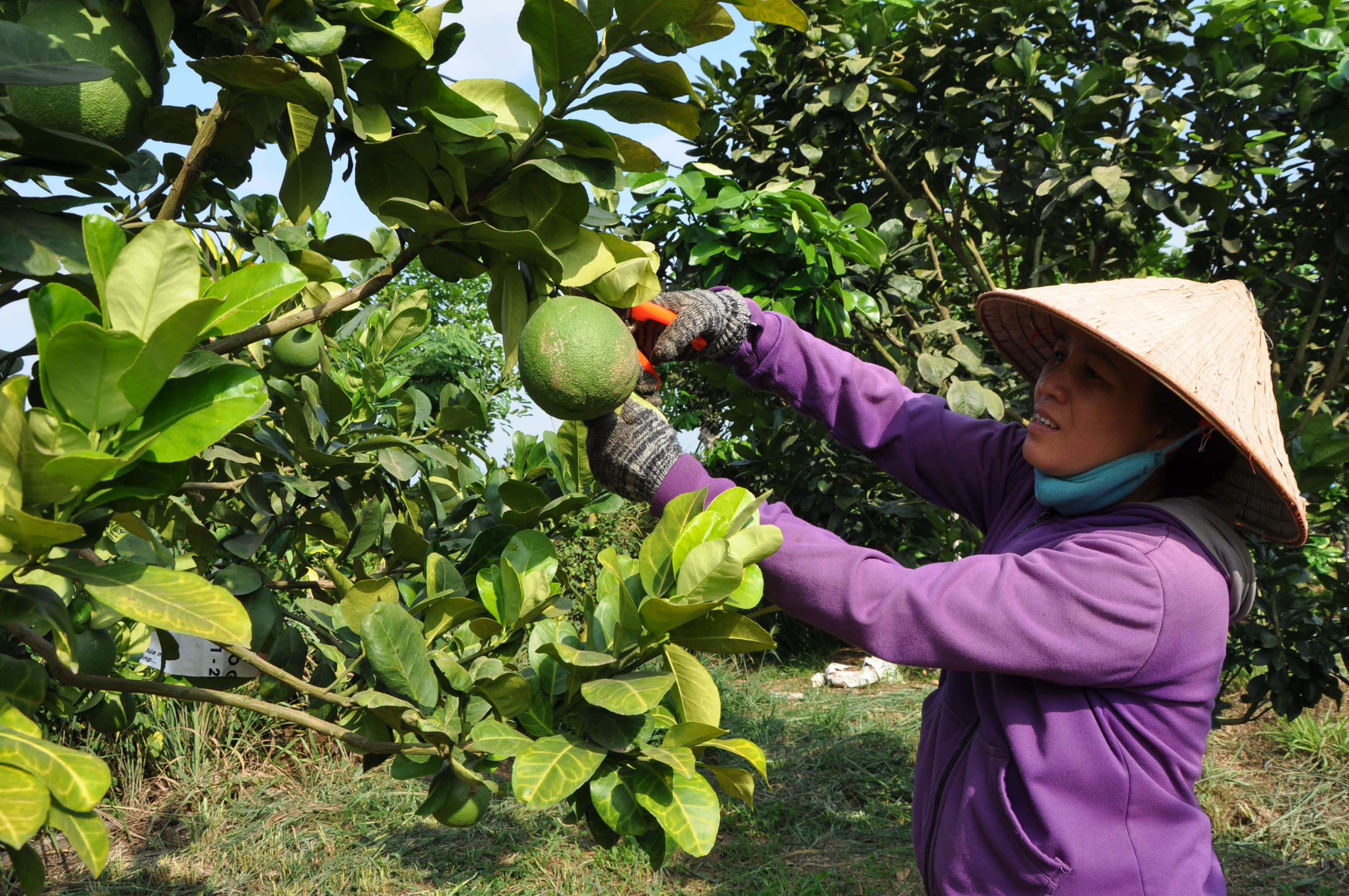 Chị Đào Thị Vẻ chăm sóc vườn bưởi da xanh của gia đình.