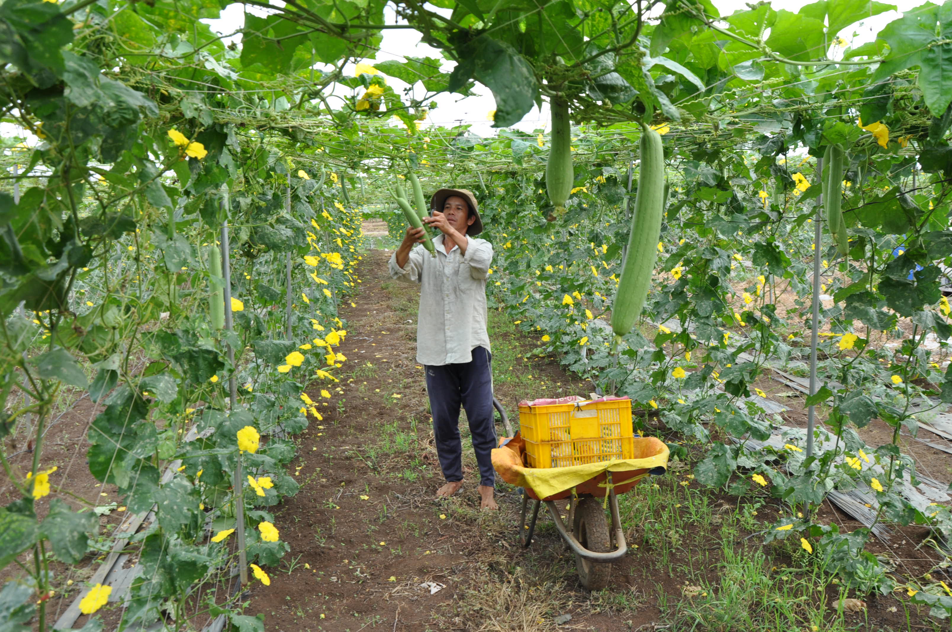 Nhân công thu hoạch mướp trồng tại vườn rau sạch  của anh Nguyễn Khắc Hưng.