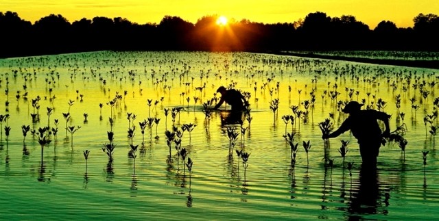 Rừng ngập mặn Cà Mau.