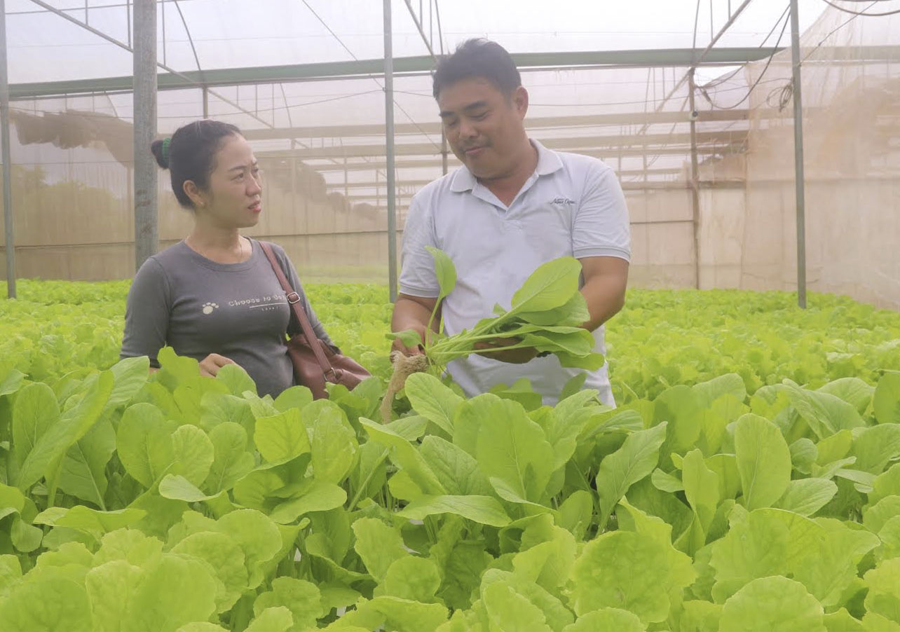 Chính sách này nếu được thông qua sẽ góp phần thúc đẩy phát triển nền nông nghiệp theo hướng bền vững. Trong ảnh: Mô hình trồng rau công nghệ cao của Công ty rau sạch Vương Huy, xã Xà Bang, huyện Châu Đức.