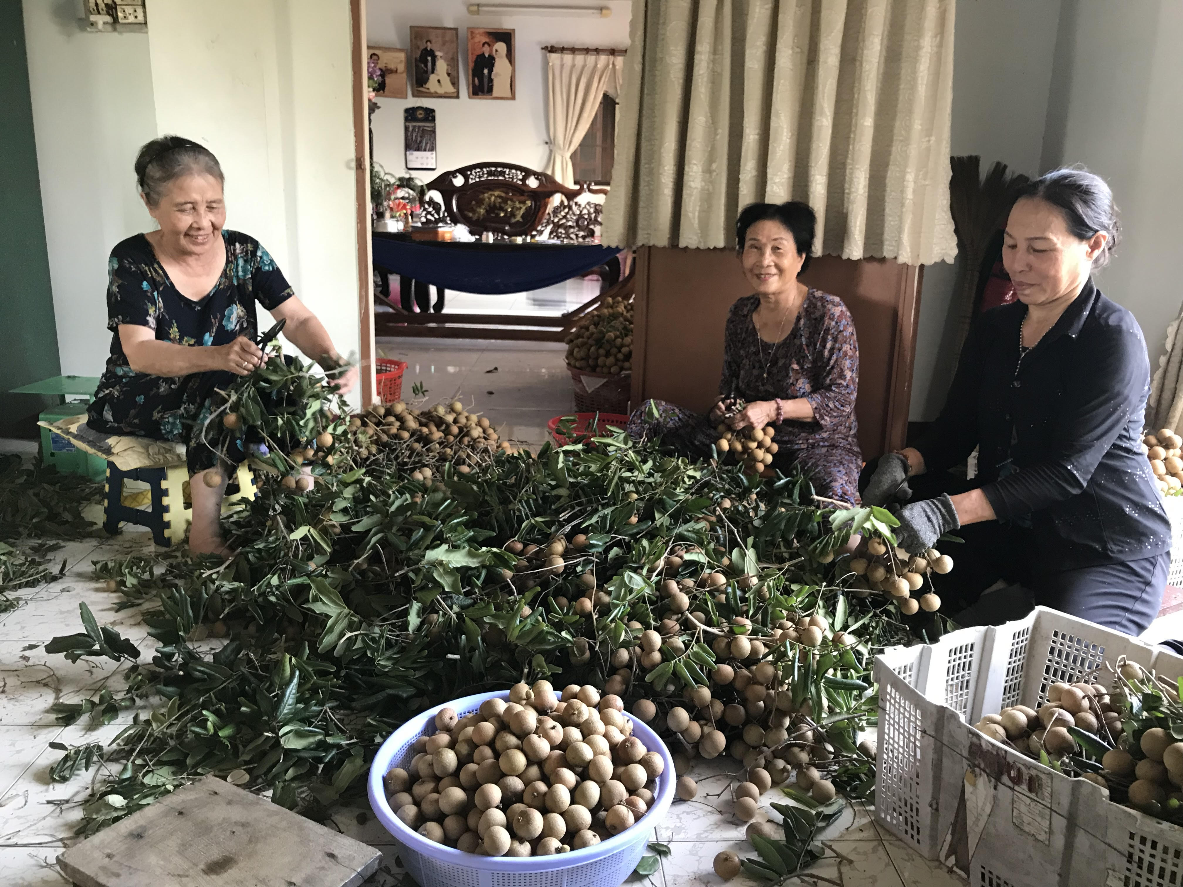 Đặc sản nhãn xuồng là một trong những sản phẩm được BR-VT lựa chọn,  giới thiệu hợp tác cung cấp cho Vietnam Airlines phục vụ trên các chuyến bay.