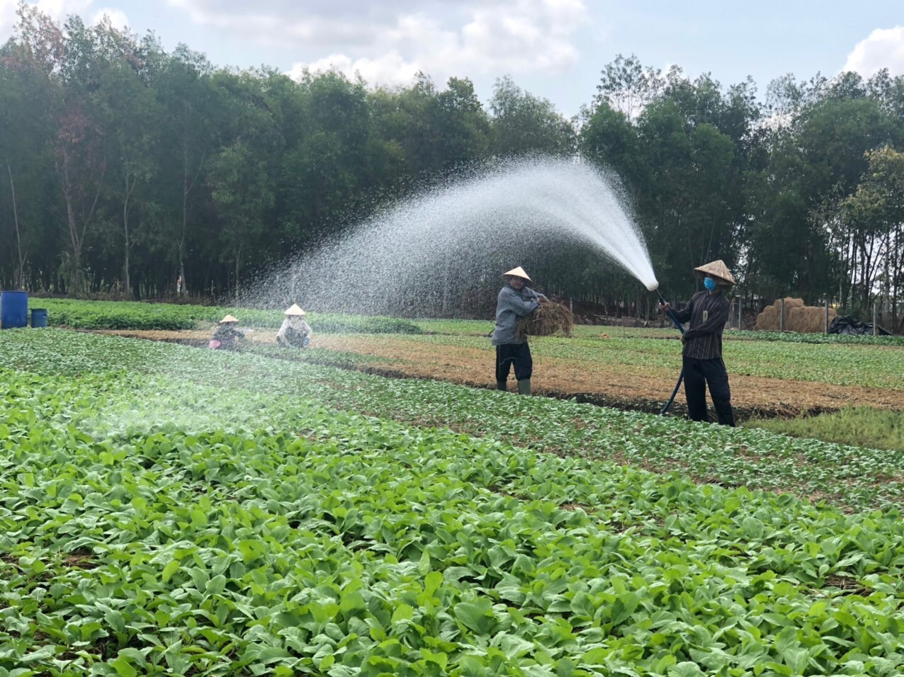 Mưa trái mùa khiến nông dân lo lắng vì không thu hoạch đúng mùa vụ Tết. Trong ảnh: Nông dân xã Châu Pha (TX. Phú Mỹ) chăm sóc rau.
