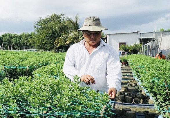 Vụ hoa Tết năm nay, ông Nguyễn Văn Hôm (ấp Phước Trung, xã  Phước Long Thọ, huyện Đất Đỏ) xuống giống 20 ngàn chậu hoa các loại.