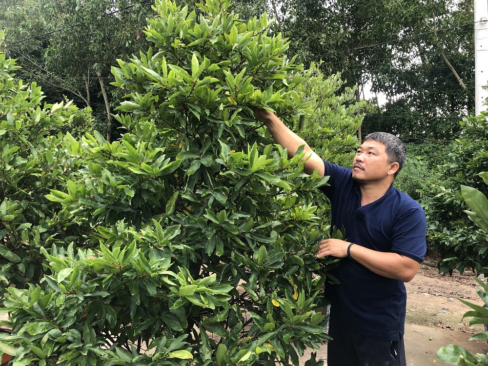 Gia đình ông Vũ Văn Thịnh (phường Long Tâm, TP. Bà Rịa), chuẩn bị 1.000 chậu mai phục vụ Tết Tân Sửu 2021.