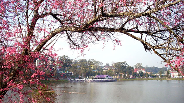 Sắc hồng dịu dàng của những khóm mai anh đào ở Đà Lạt.