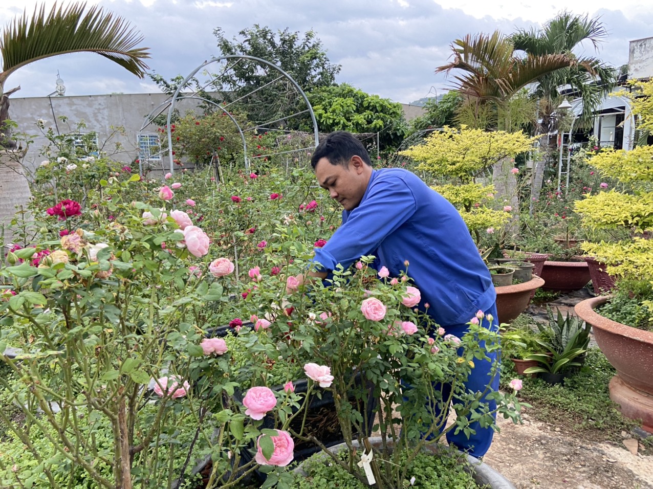 Ông Đào Đức Trường, chủ vườn hồng Quang Đào chăm sóc vườn hồng của gia đình.