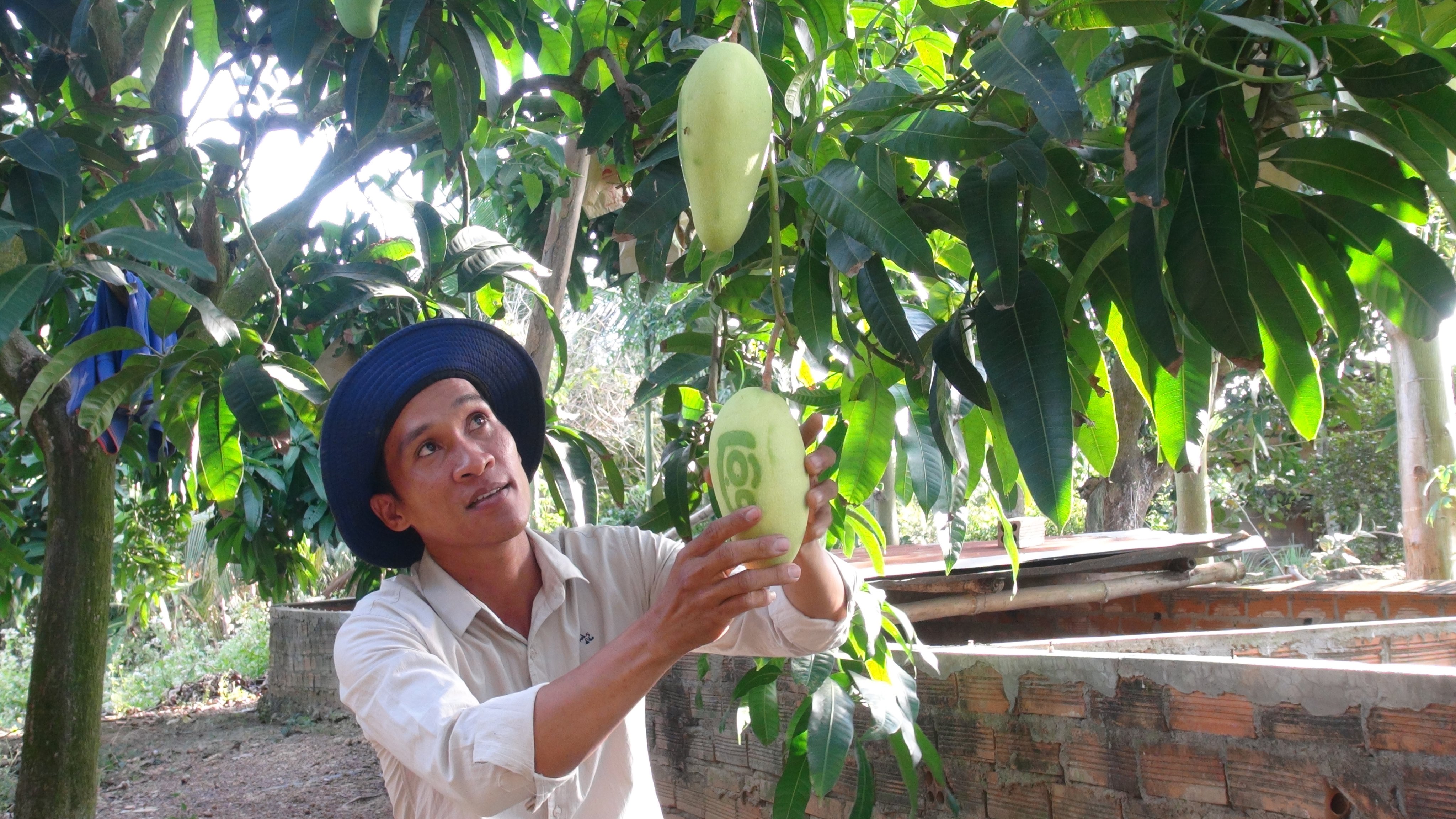 Sản phẩm xoài thư pháp của ông Nguyễn Minh Khánh.