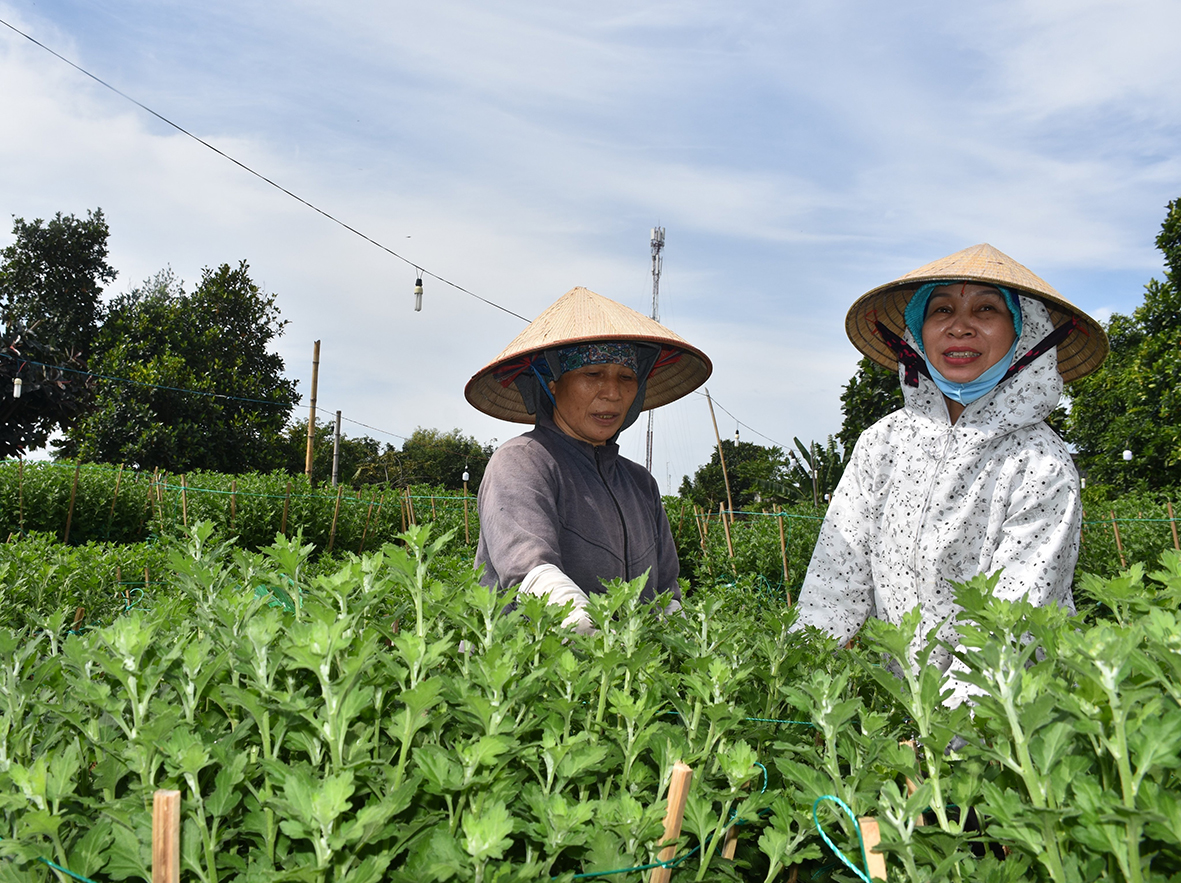 Mô hình trồng hoa đã giúp nhiều hộ trên địa bàn phường Kim Dinh thoát nghèo.