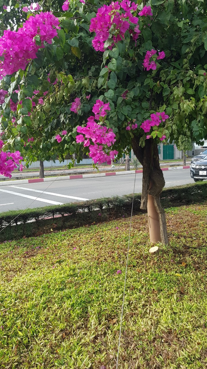Cây bông giấy tại dãy phân cách đường Võ Nguyên Giáp, phường 12, TP. Vũng Tàu bị cắt ngang cây. Ảnh: SONG THƯ