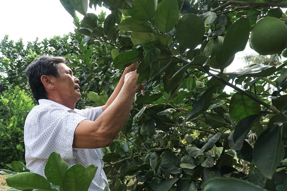 Do trái chín sớm, vườn bưởi của ông Phạm Anh Ta (xã Sông Xoài,  TX. Phú Mỹ) đang phải thực hiện biện pháp neo trái. 