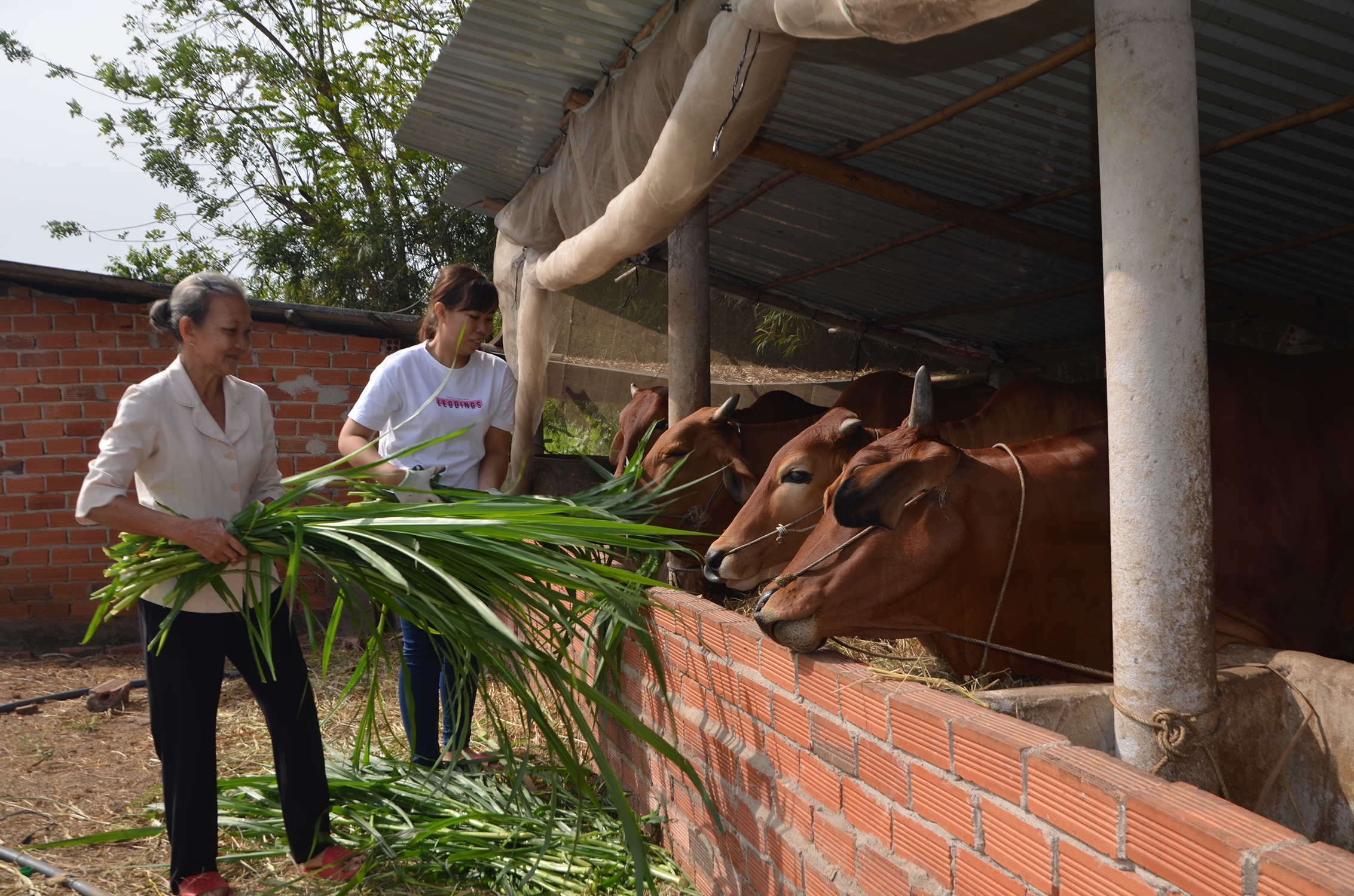 Chăm chỉ gầy dựng đàn bò từ sự giúp đỡ của địa phương, đến nay, mẹ con bà Phạm Thị Kim Hồng, xã Long Tân đã thoát nghèo.