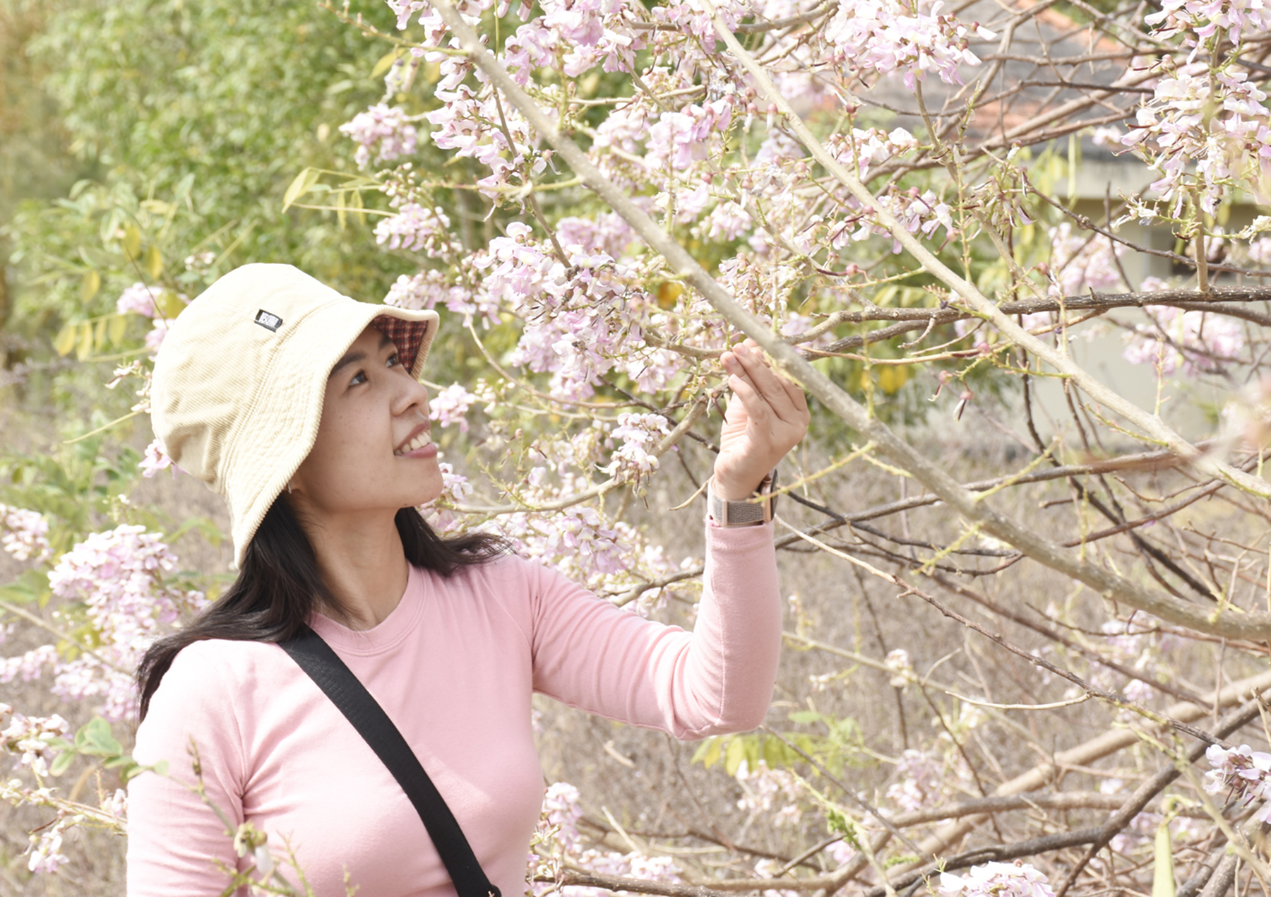 Thiếu nữ dạo chơi dưới tán anh đào.