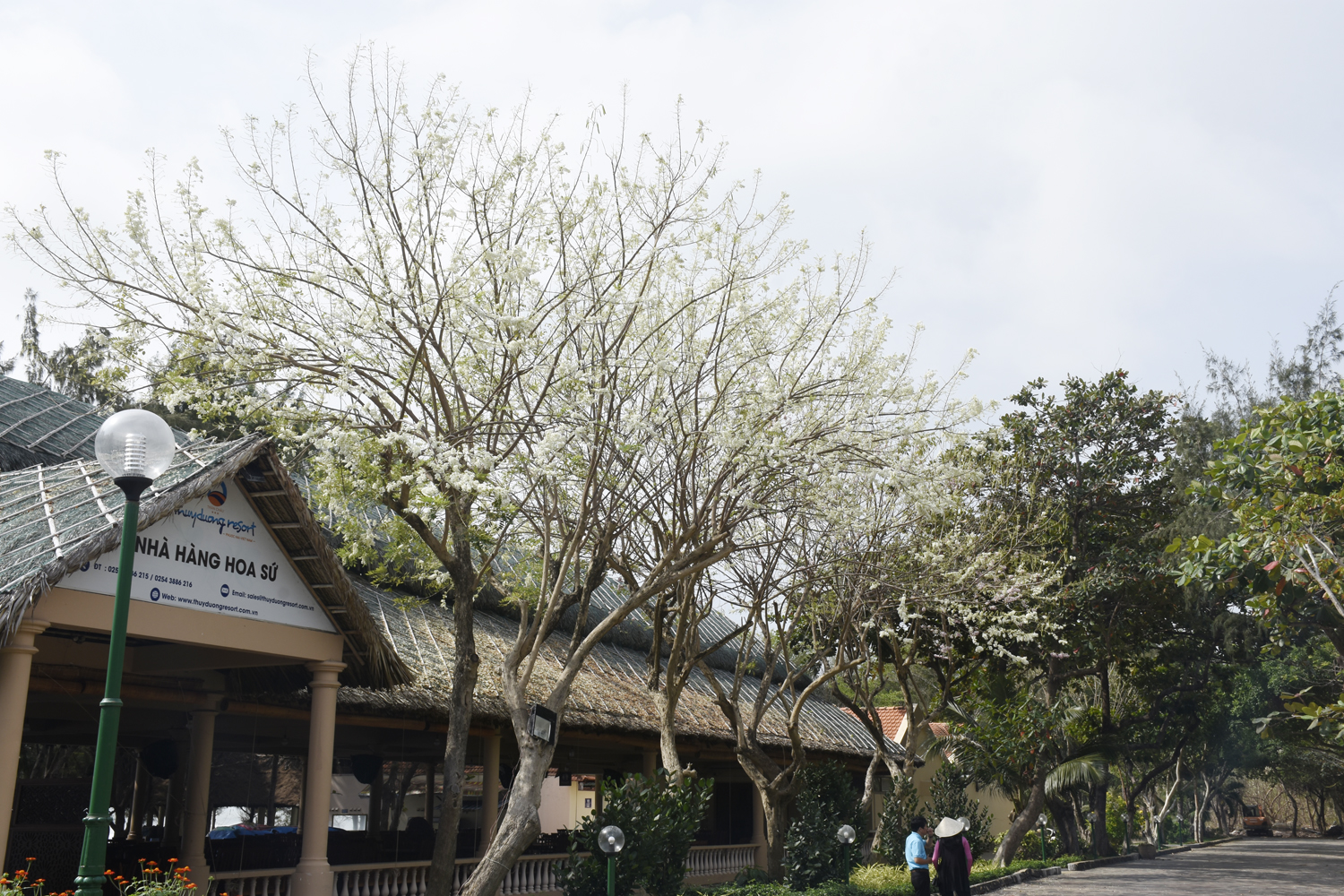 Anh đào hoa trắng trong KDL Thùy Dương.