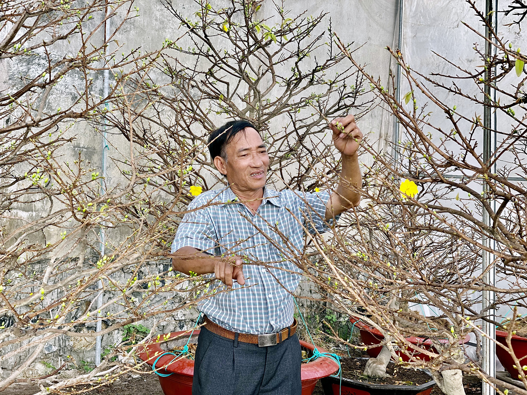 Ông Phan Bá Thế bên những cây mai được đưa vào phòng kính với nhiệt độ 40 độ C kích nở hoa sớm.