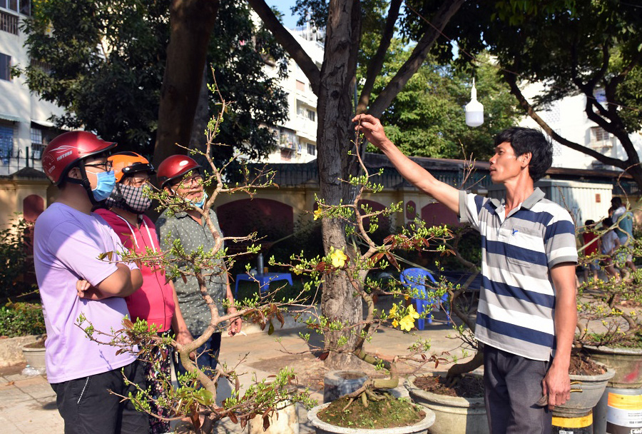 Ông Trần Ngọc Trung (bìa phải) tư vấn cho khách mua hoa mai.  