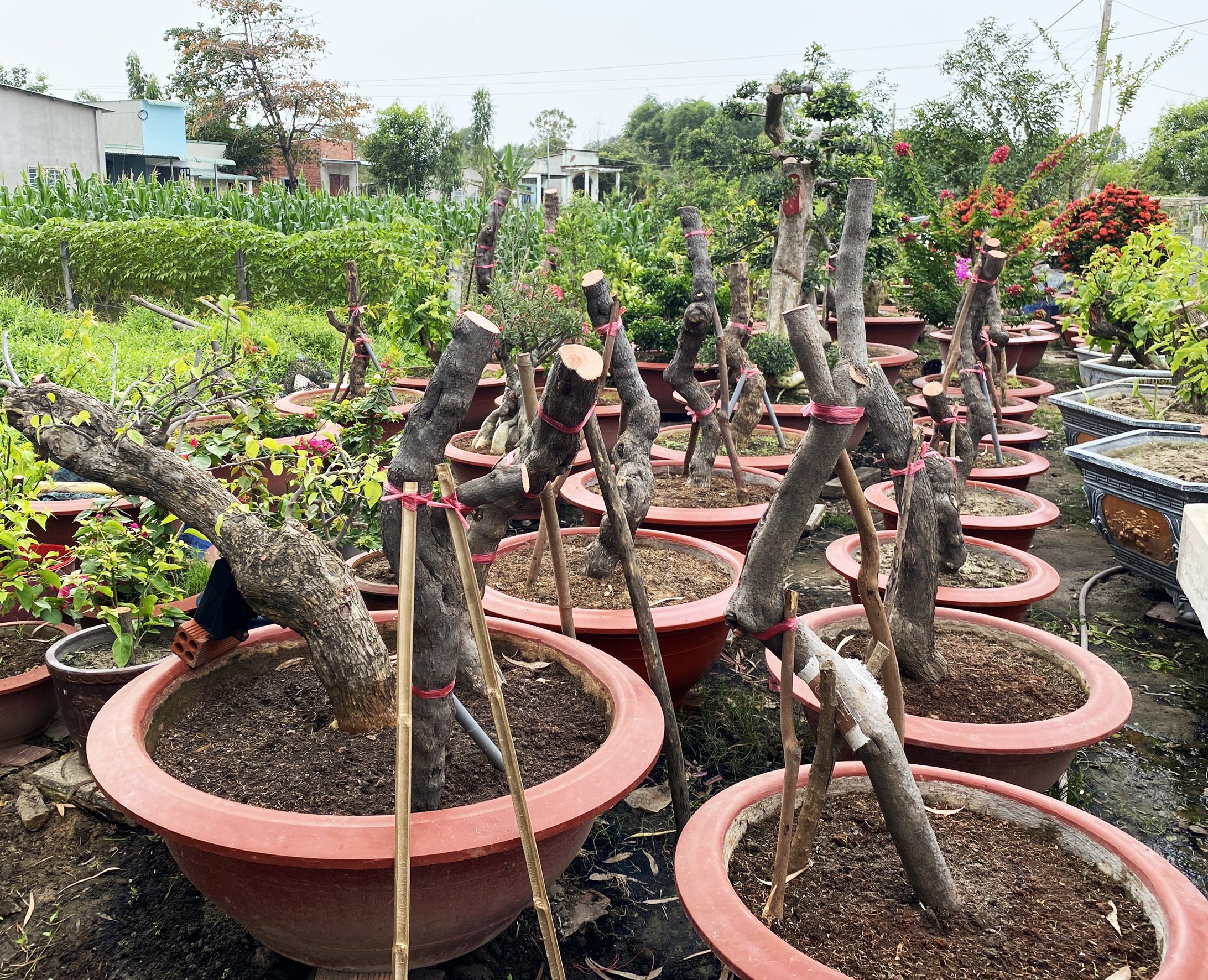 Các trụ hoa giấy đang được Vũ ươm rất giống các trụ hoa giấy bị cưa trộm trên các tuyến đường tại TP.Vũng Tàu.